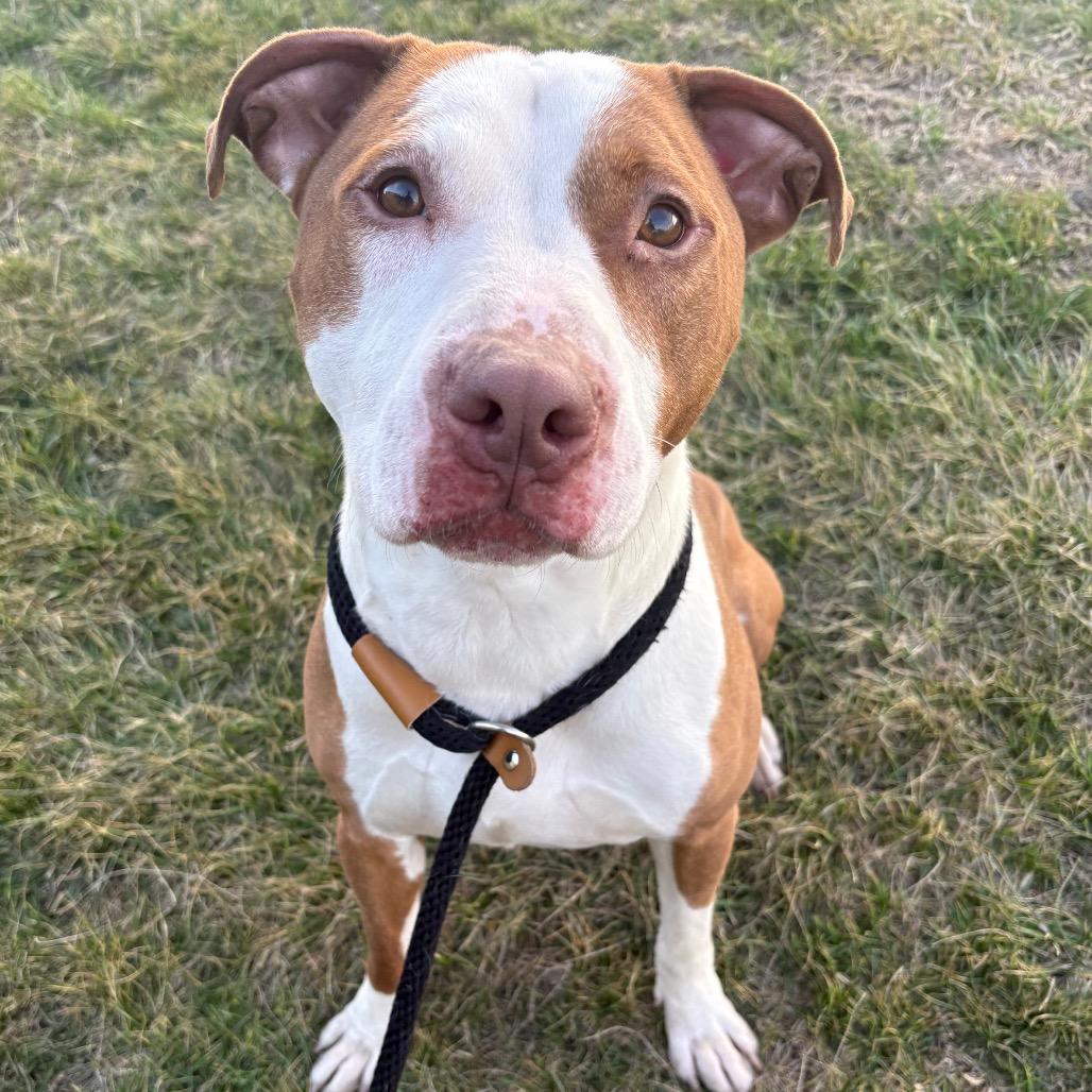 Spades, Adoptable, Adult Male Pit Bull Terrier.