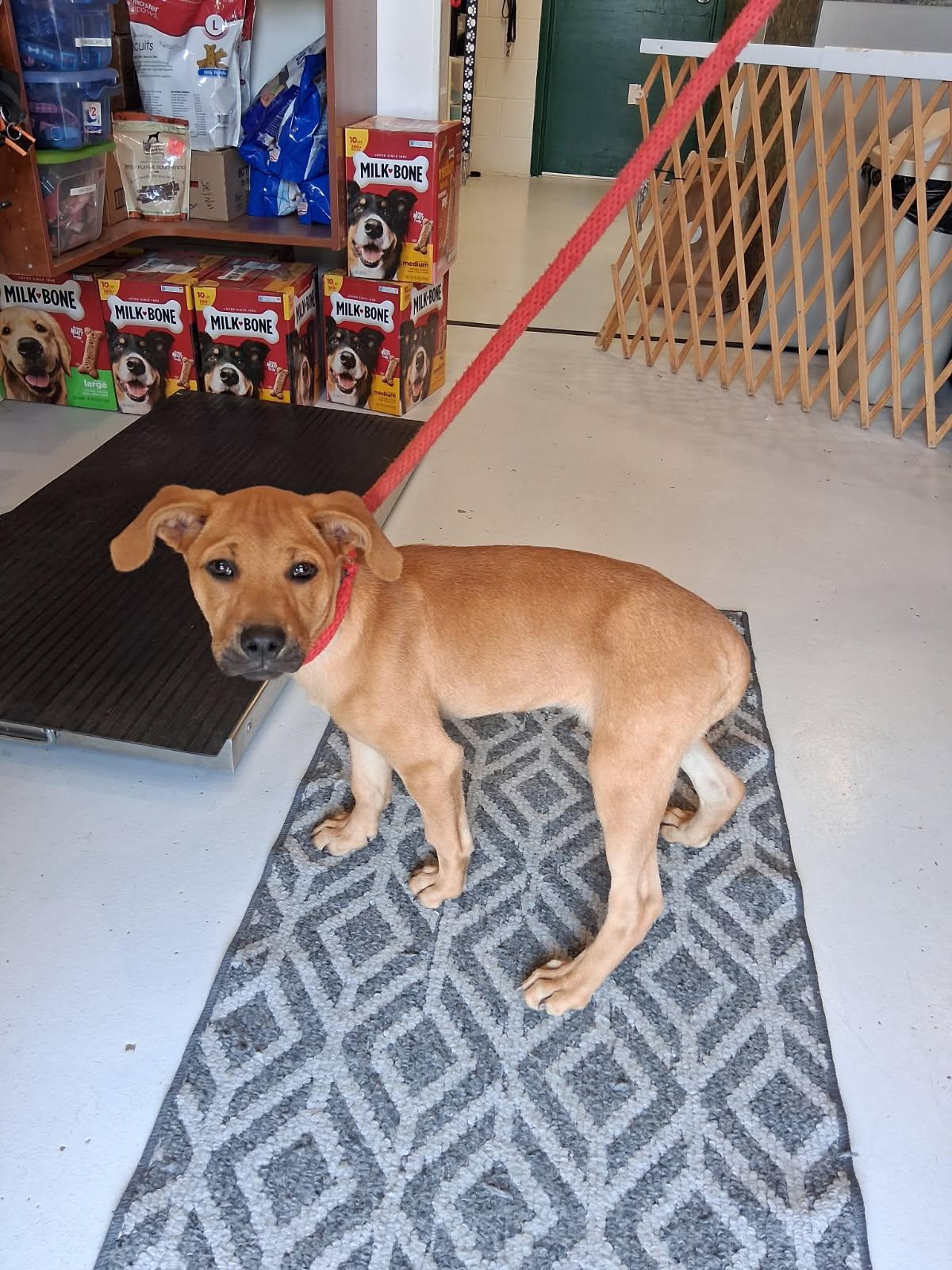 Joni, Adopted, Young Female Labrador Retriever & Terrier.