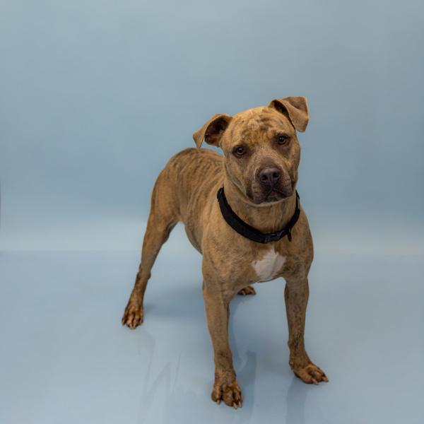 Pen 201 Rhino Hw+, Adoptable, Adult Male Pit Bull Terrier.