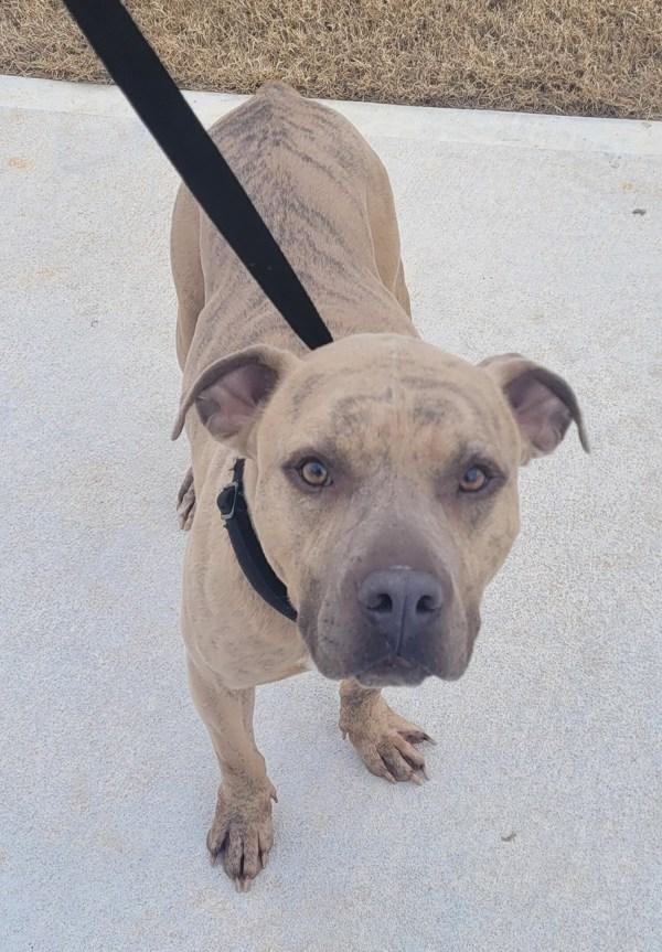 Enlarge Pen 201 Rhino Hw+, a Adoptable mixed breed in Lawrenceville, GA image 2/2