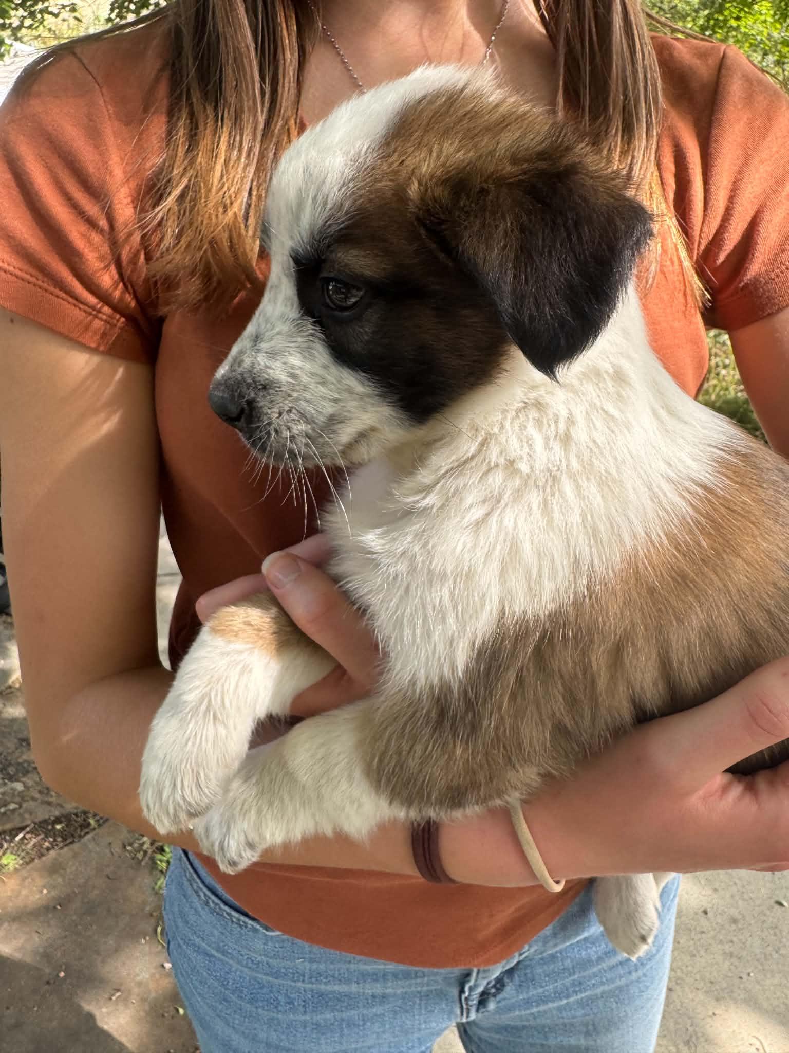 Enlarge Ruffles, a Adopted mixed breed in Arlee, MT image 1/4