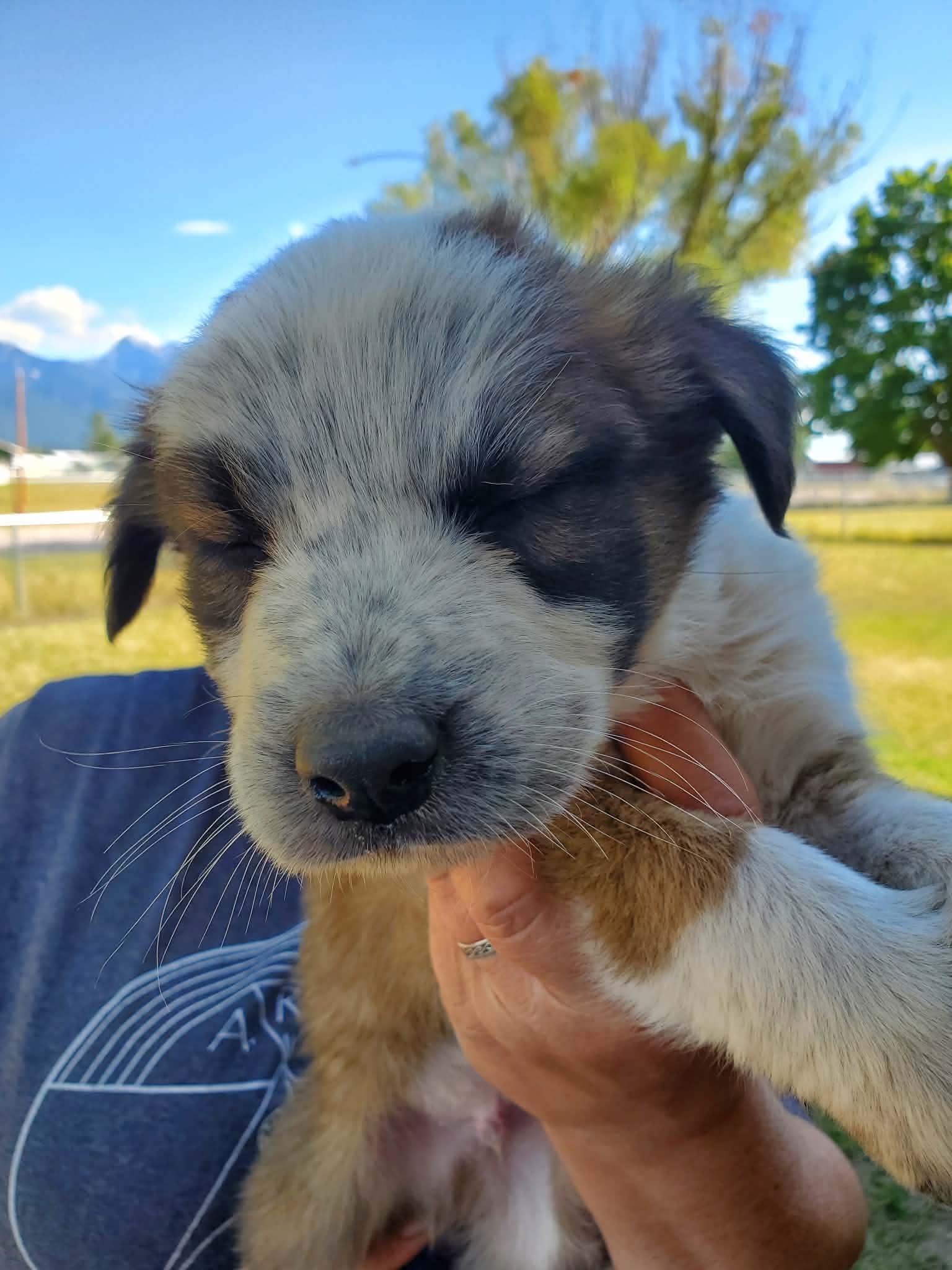 Enlarge Ruffles, a Adopted mixed breed in Arlee, MT image 4/4