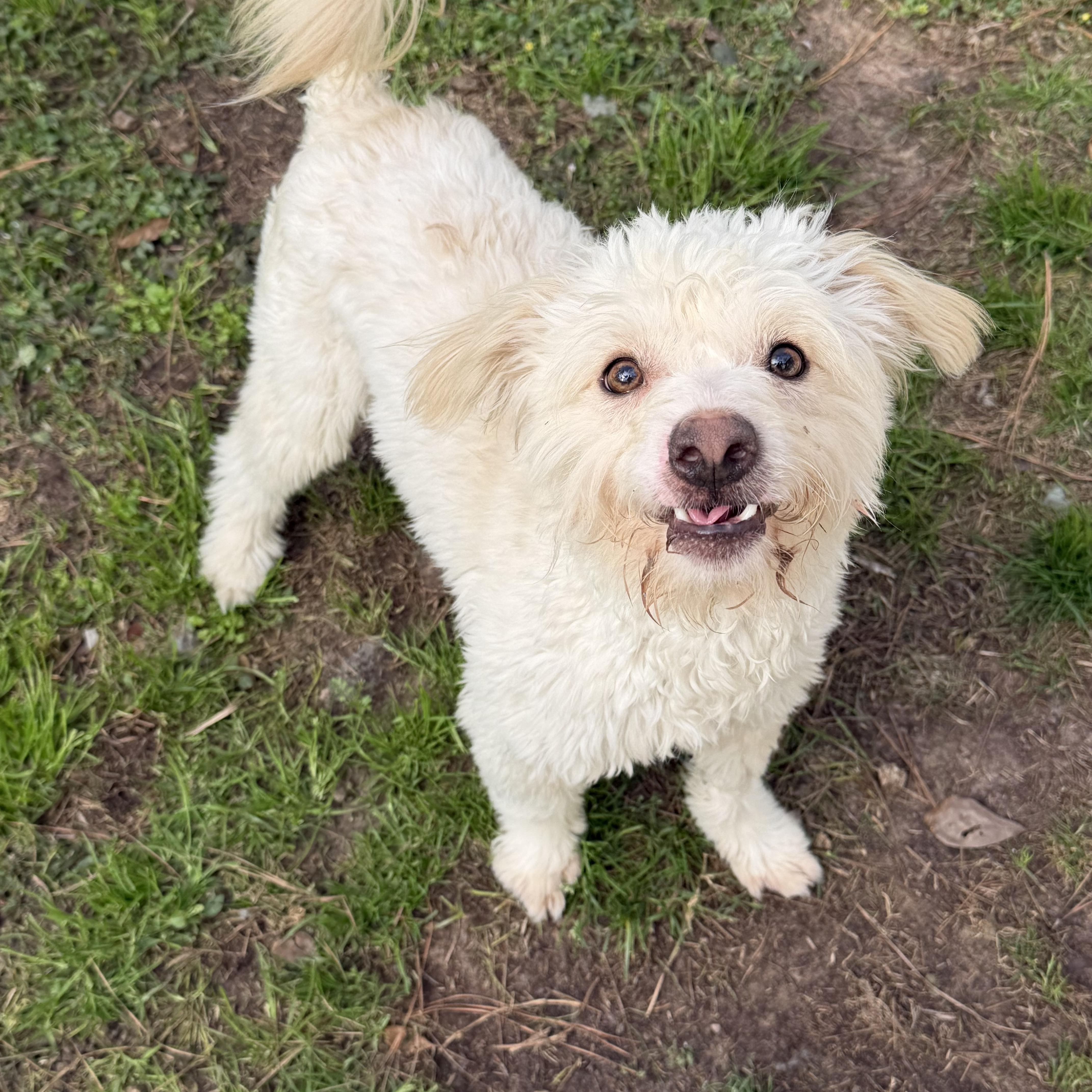 Enlarge Ranger, an adopted mixed breed in Spring, TX image 2/5