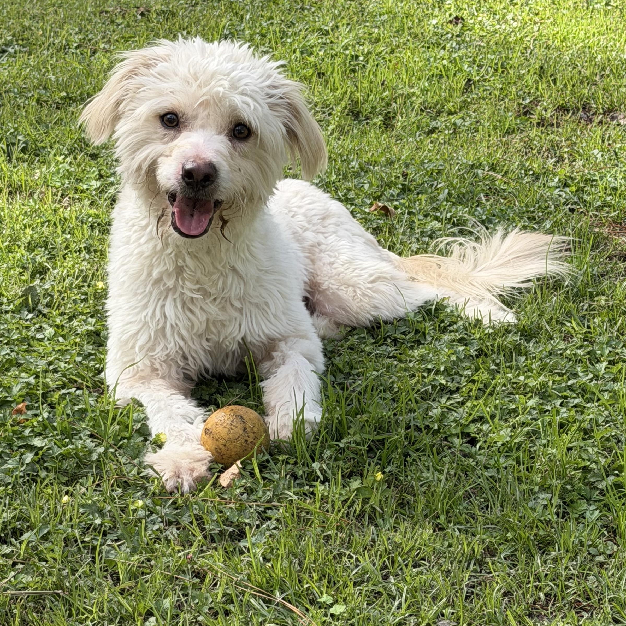Ranger, Adoptable, Young Male Miniature Poodle & Mixed Breed.