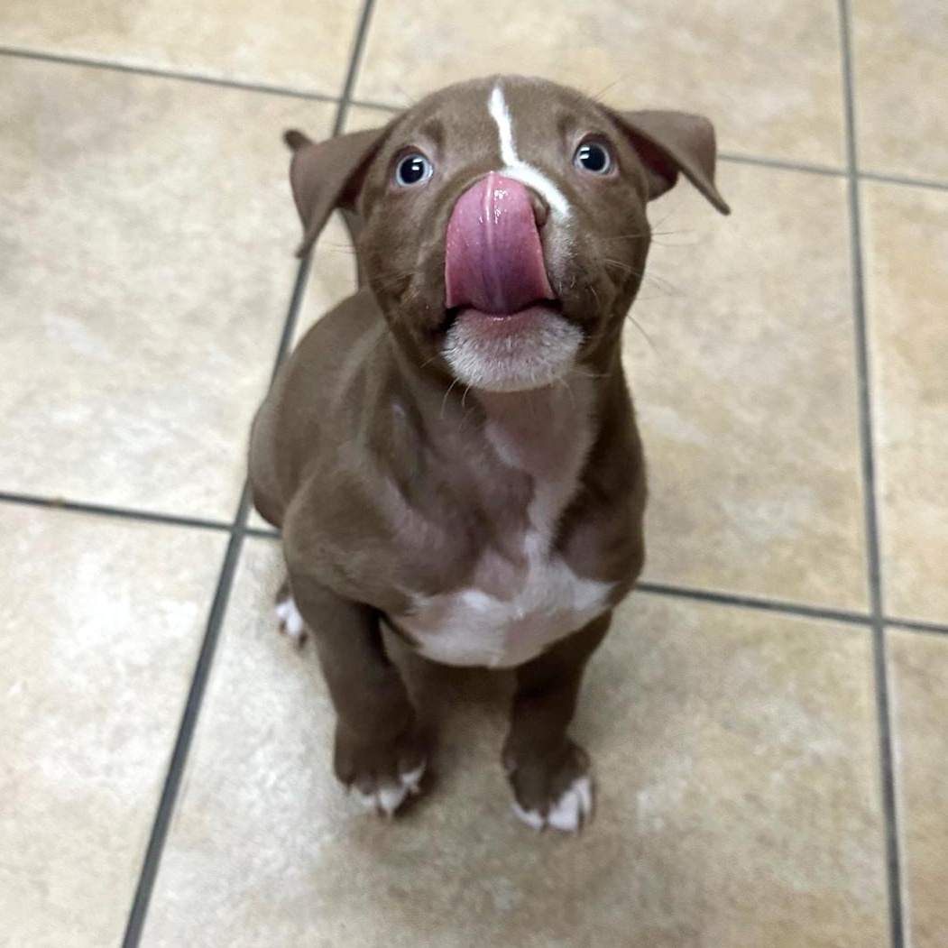 Enlarge Dill, an adopted mixed breed in Auburn, MA image 4/6