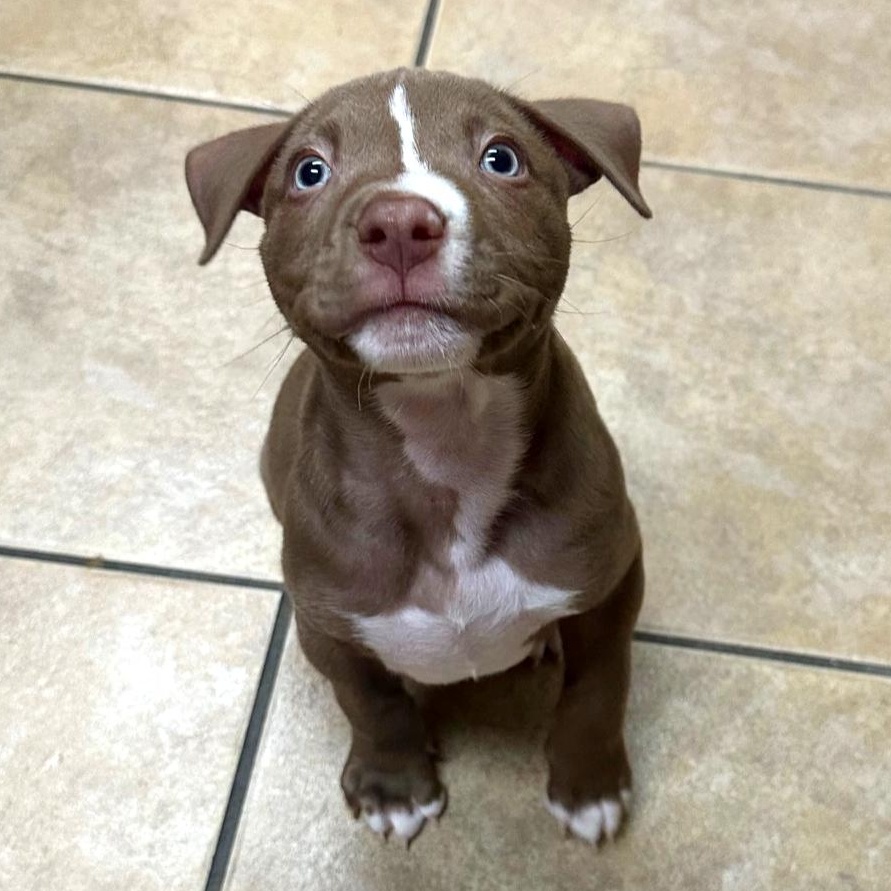 Enlarge Dill, an adopted mixed breed in Auburn, MA image 1/6