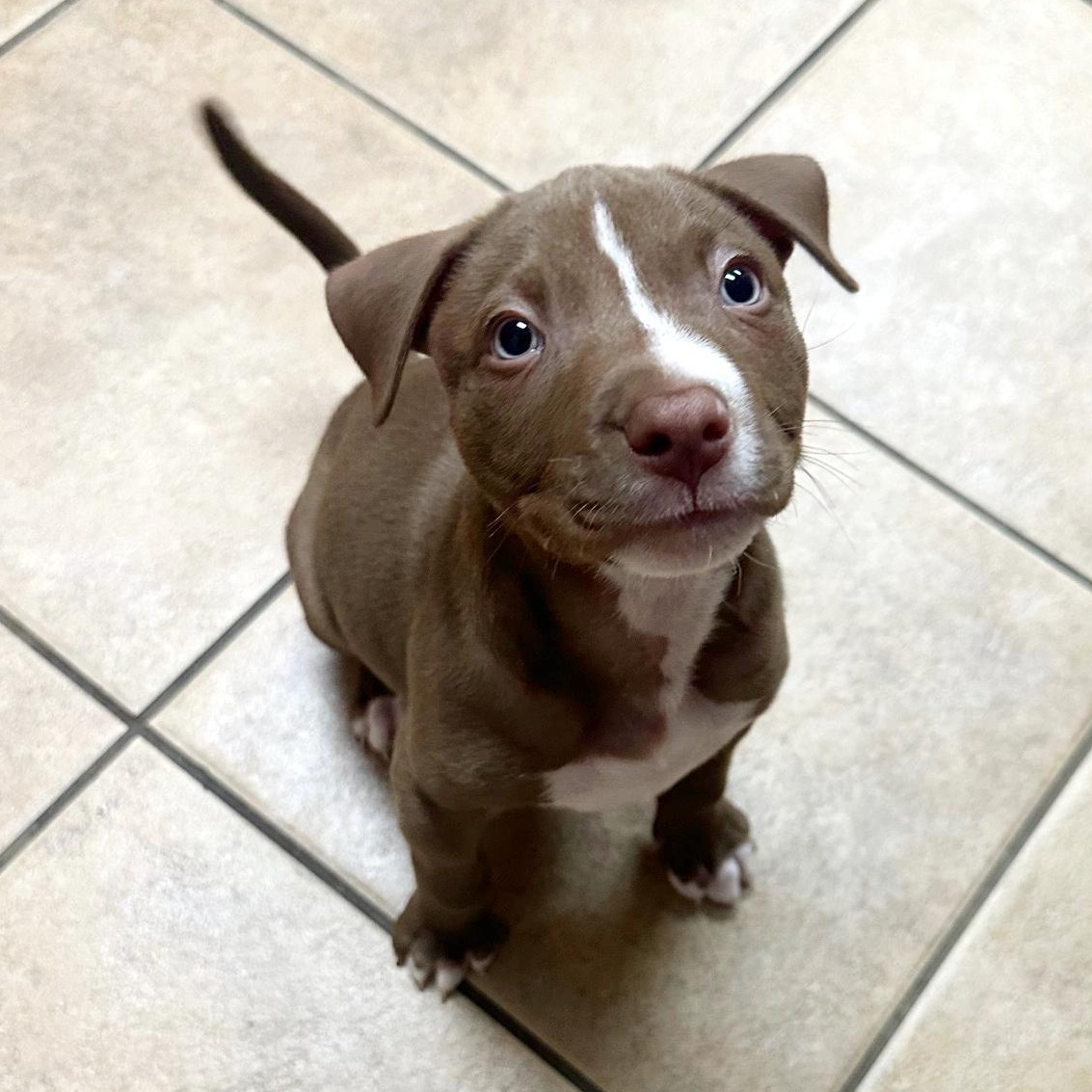 Enlarge Dill, an adopted mixed breed in Auburn, MA image 6/6