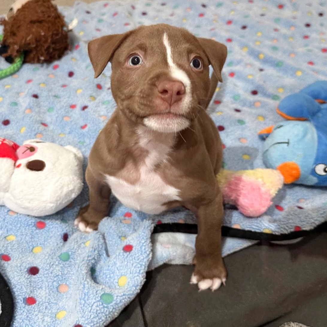 Enlarge Dill, an adopted mixed breed in Auburn, MA image 3/6