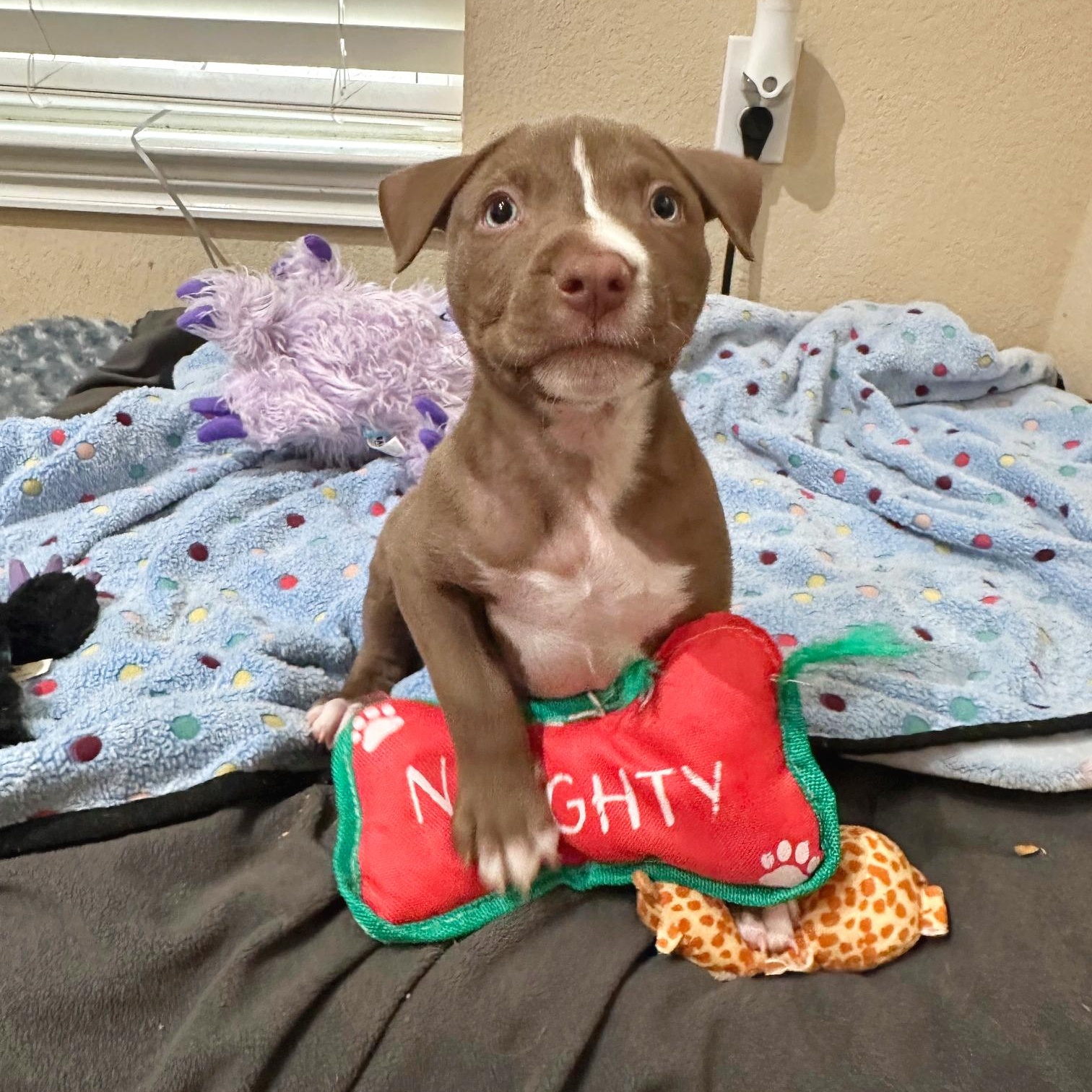 Enlarge Dill, an adopted mixed breed in Auburn, MA image 5/6