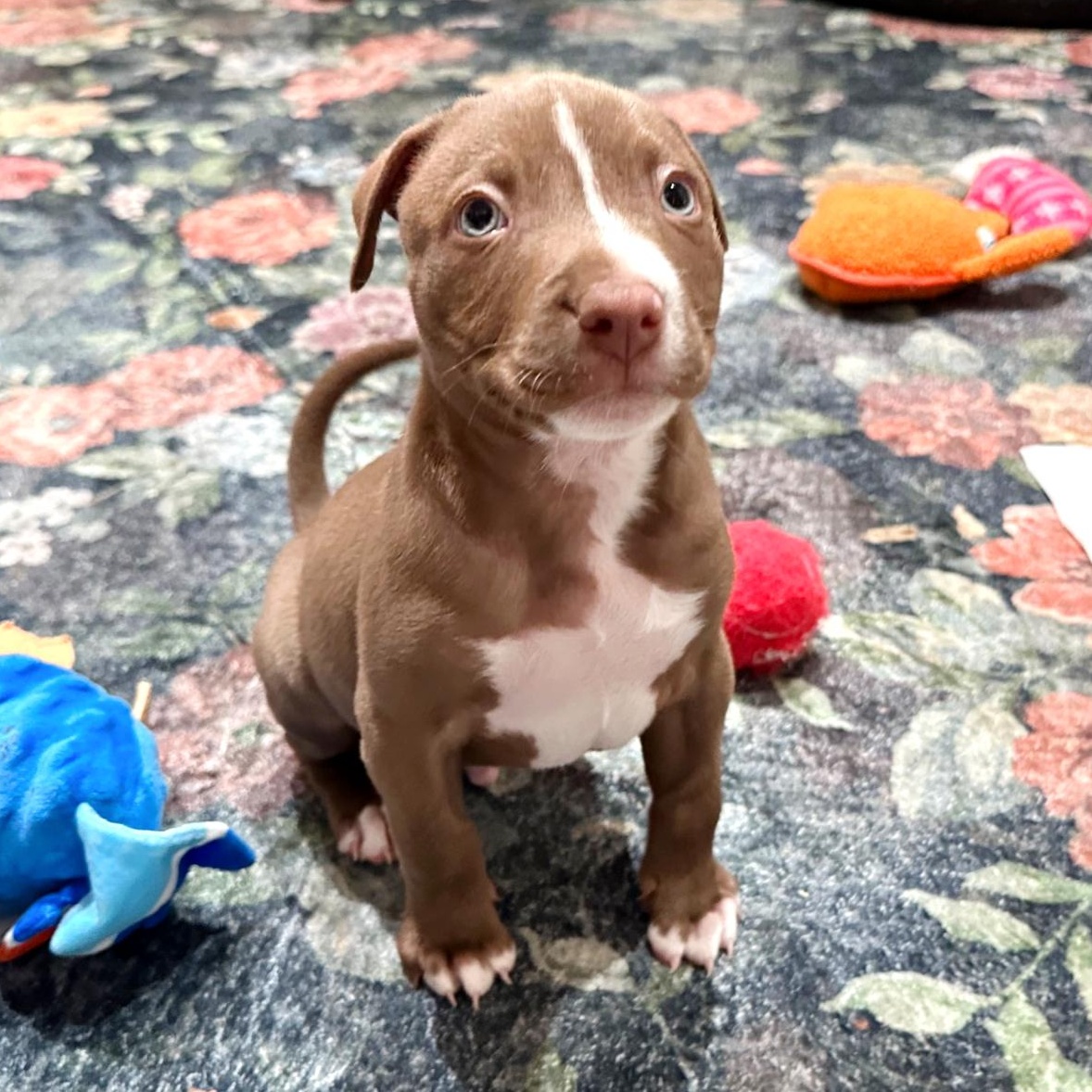 Enlarge Dill, an adopted mixed breed in Auburn, MA image 2/6