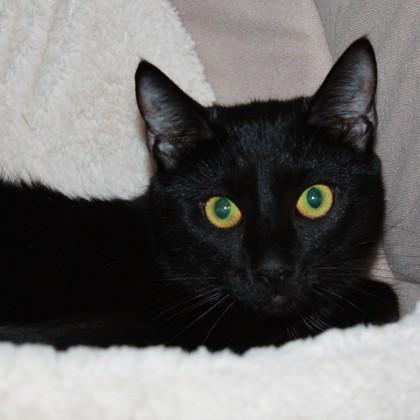 Oreo, Adoptable, Young Male Domestic Short Hair.