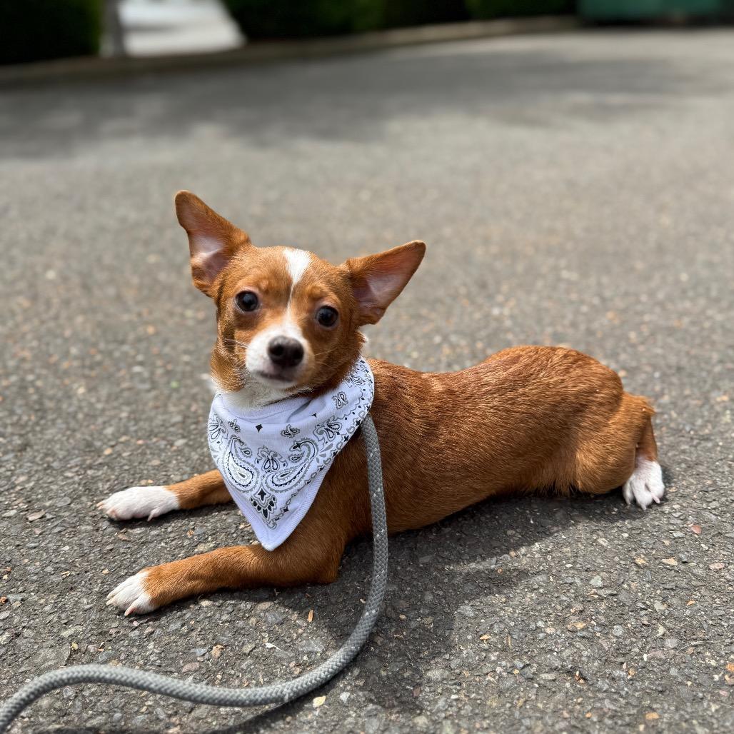 Tike, Adoptable, Young Male Chihuahua & Mixed Breed.
