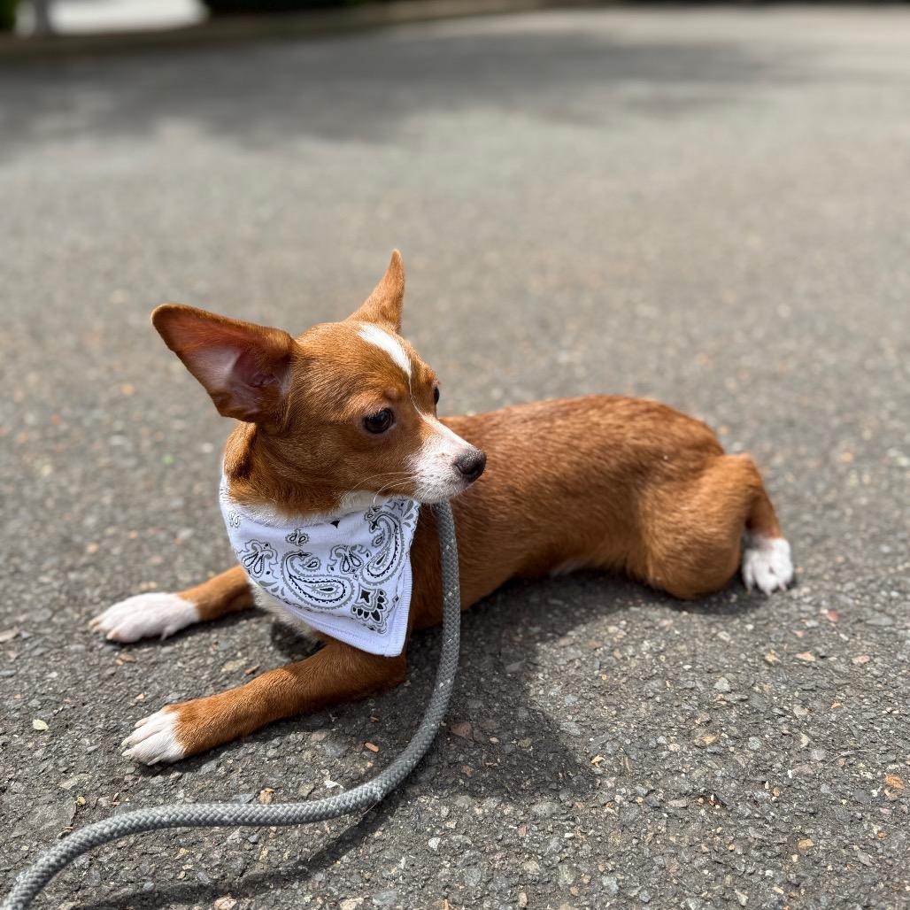 Tike, a Adoptable mixed breed in Newberg, OR image 2/6