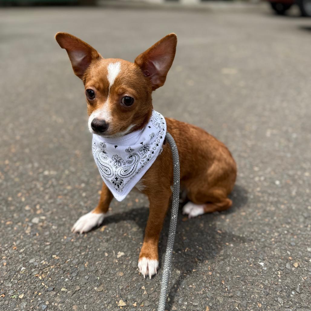 Tike, a Adoptable mixed breed in Newberg, OR image 3/6
