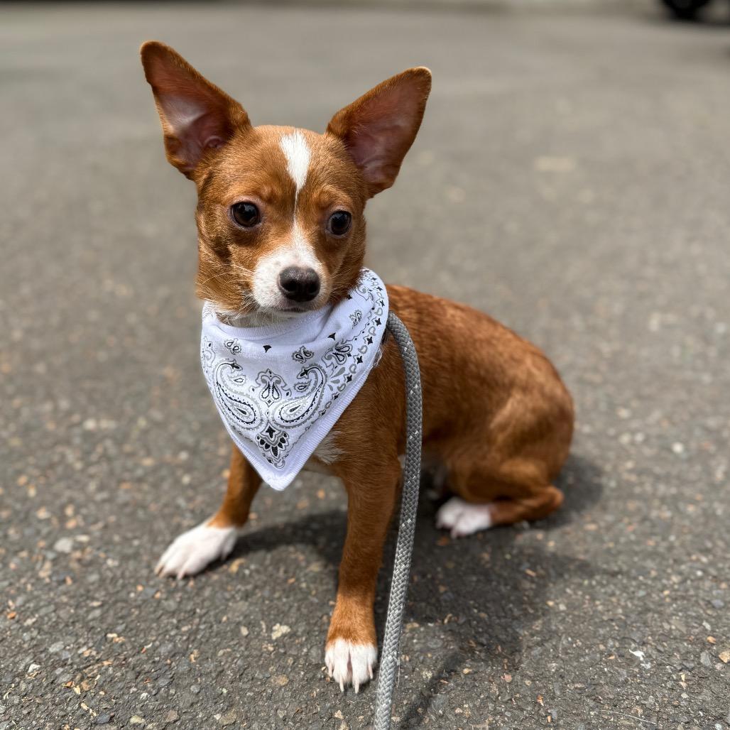 Tike, a Adoptable mixed breed in Newberg, OR image 4/6