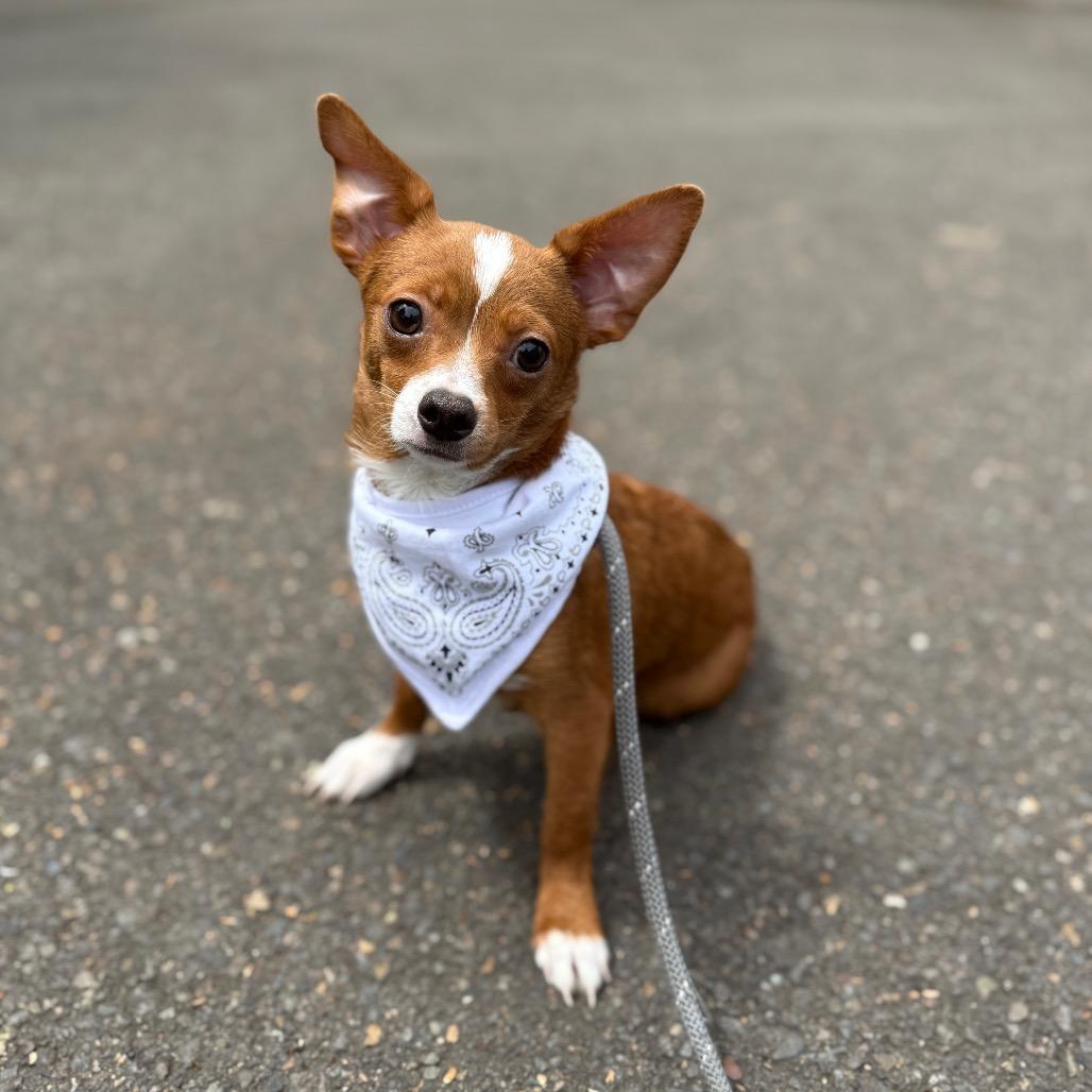 Tike, a Adoptable mixed breed in Newberg, OR image 5/6