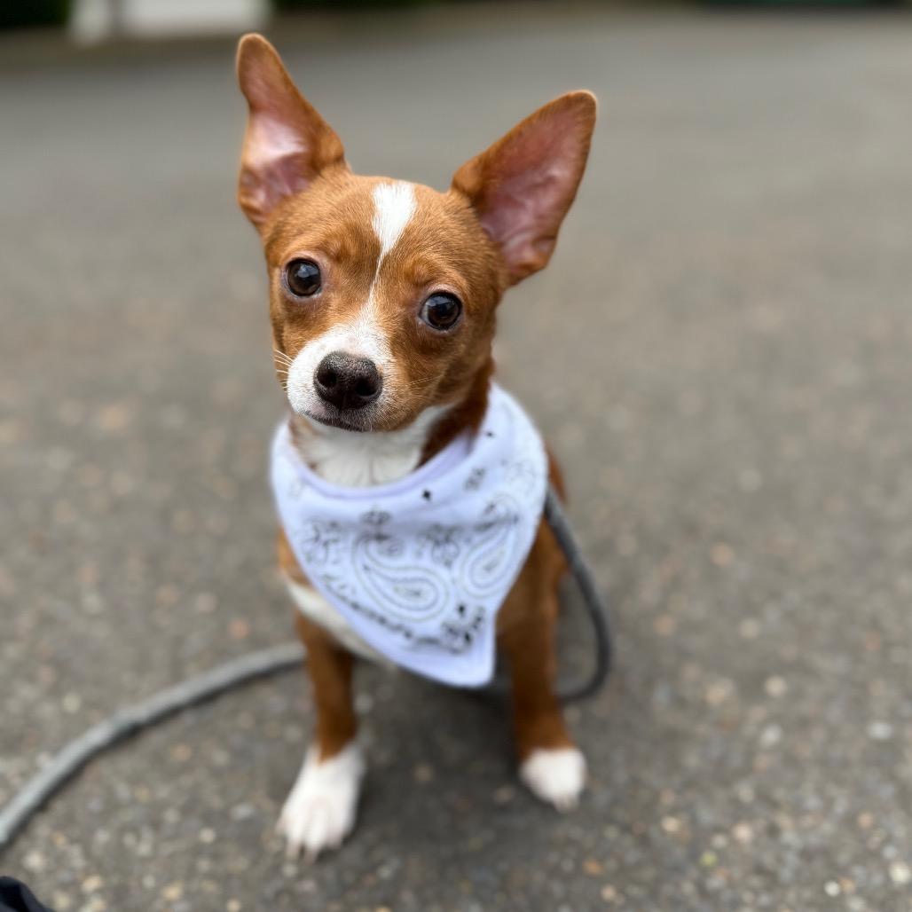 Tike, a Adoptable mixed breed in Newberg, OR image 6/6