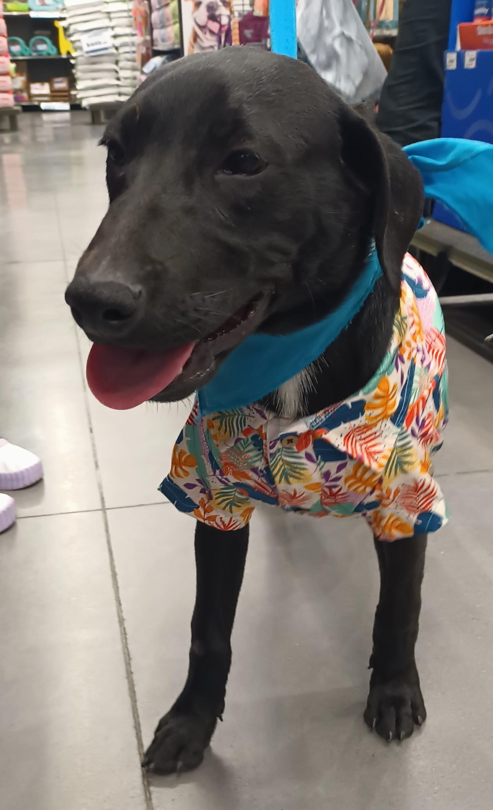 Enlarge Jorel, an adopted mixed breed in San Diego, CA image 5/6