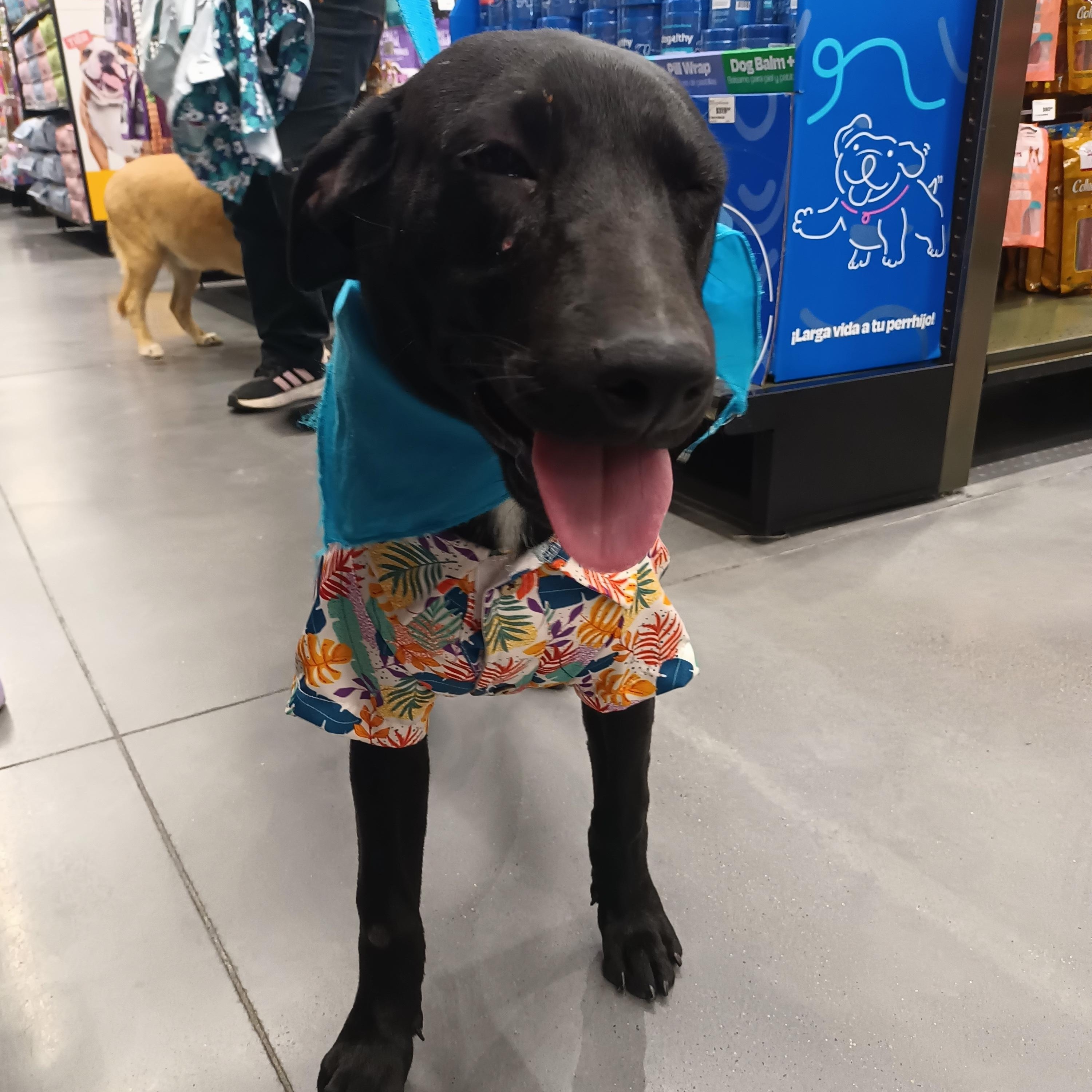 Enlarge Jorel, an adopted mixed breed in San Diego, CA image 4/6