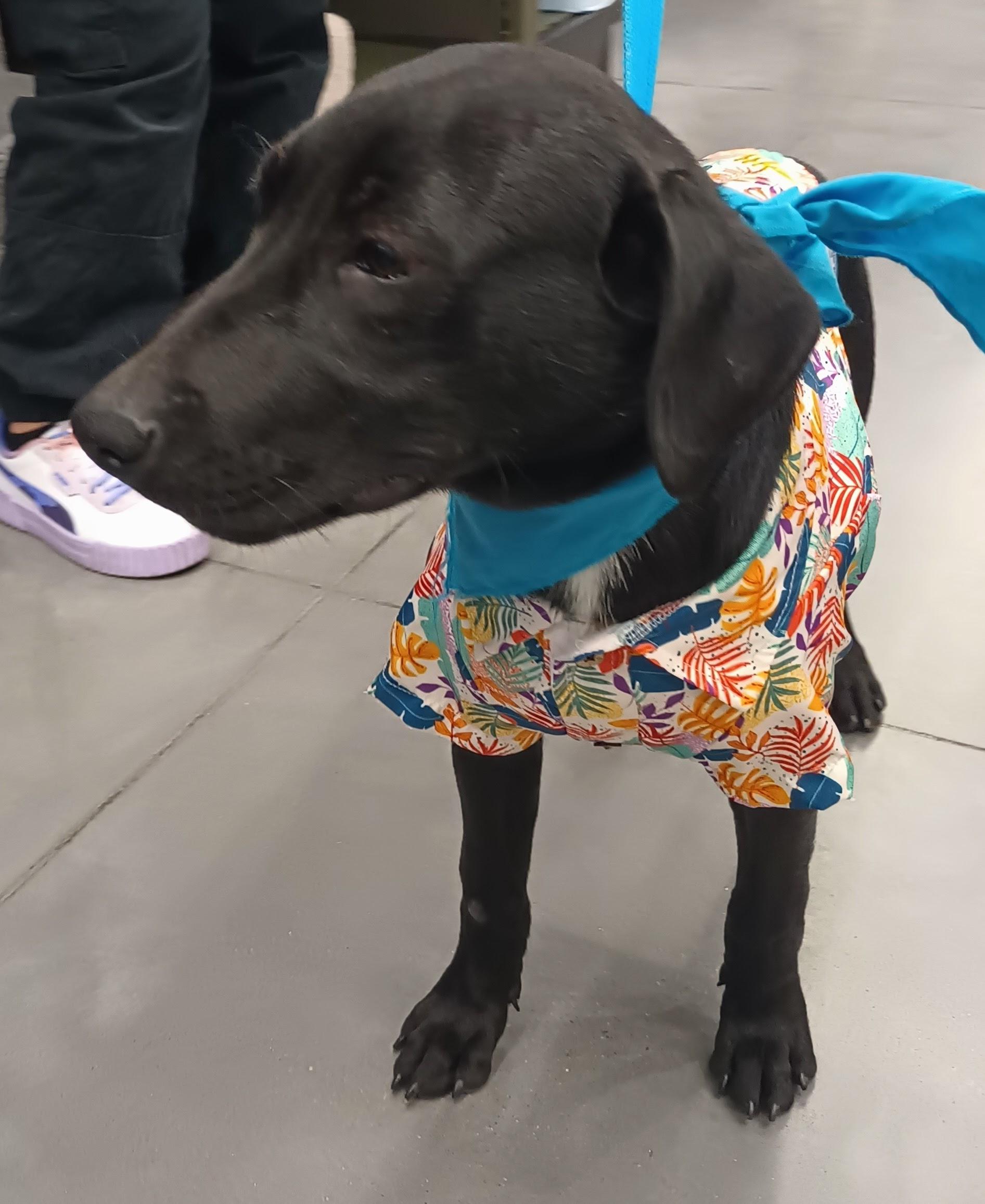 Enlarge Jorel, an adopted mixed breed in San Diego, CA image 2/6