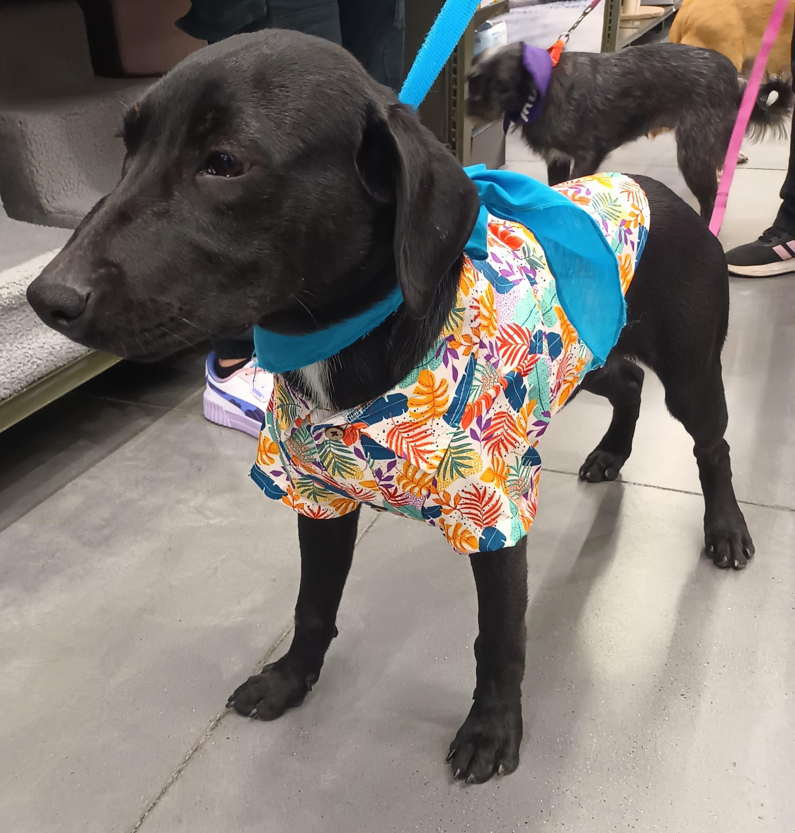 Enlarge Jorel, an adopted mixed breed in San Diego, CA image 6/6