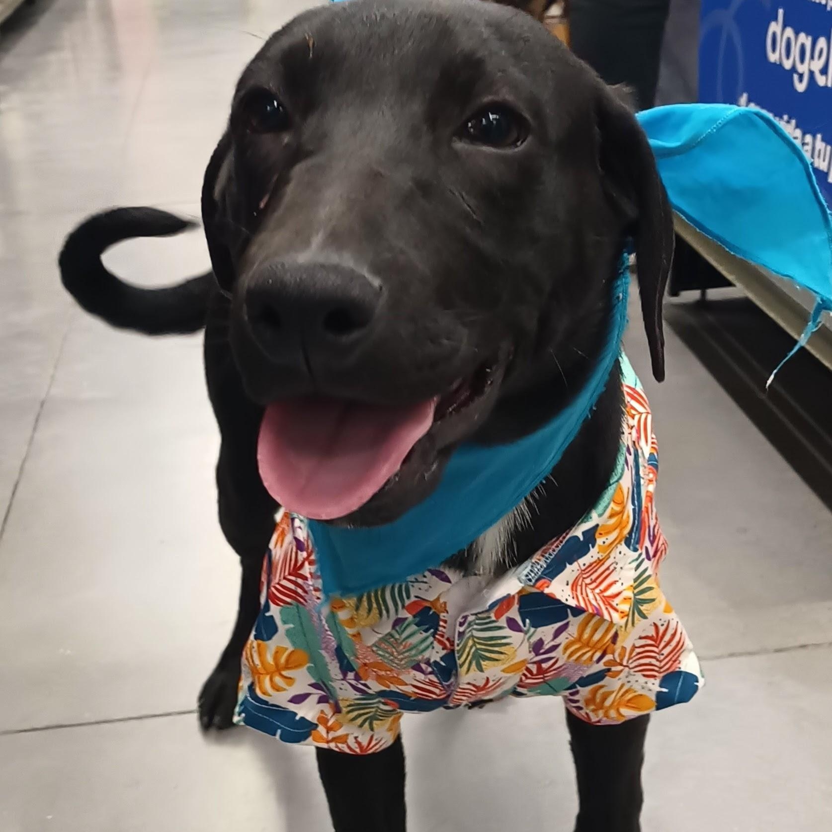 Enlarge Jorel, an adopted mixed breed in San Diego, CA image 1/6