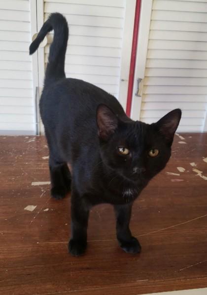 Enlarge Lilith, a Adoptable mixed breed in Fairfield, IA image 1/2