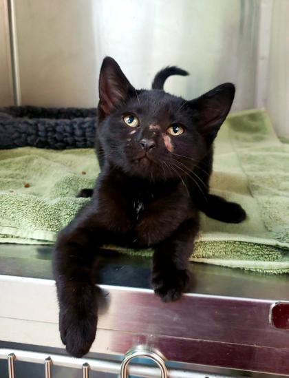 Enlarge Lilith, a Adoptable mixed breed in Fairfield, IA image 2/2