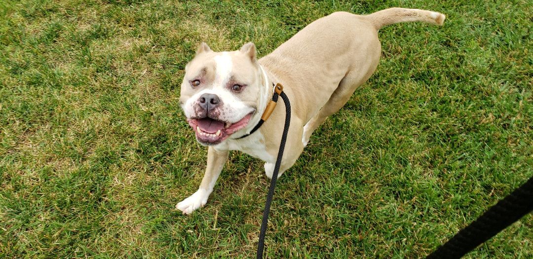 Dutch  Needs to be an only dog for now, Adult Male unknown