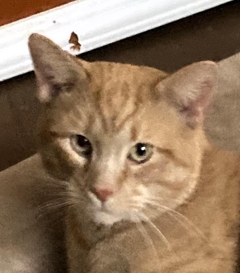 Leo, a Adoptable Domestic Short Hair in Frederick, MD image 1/5
