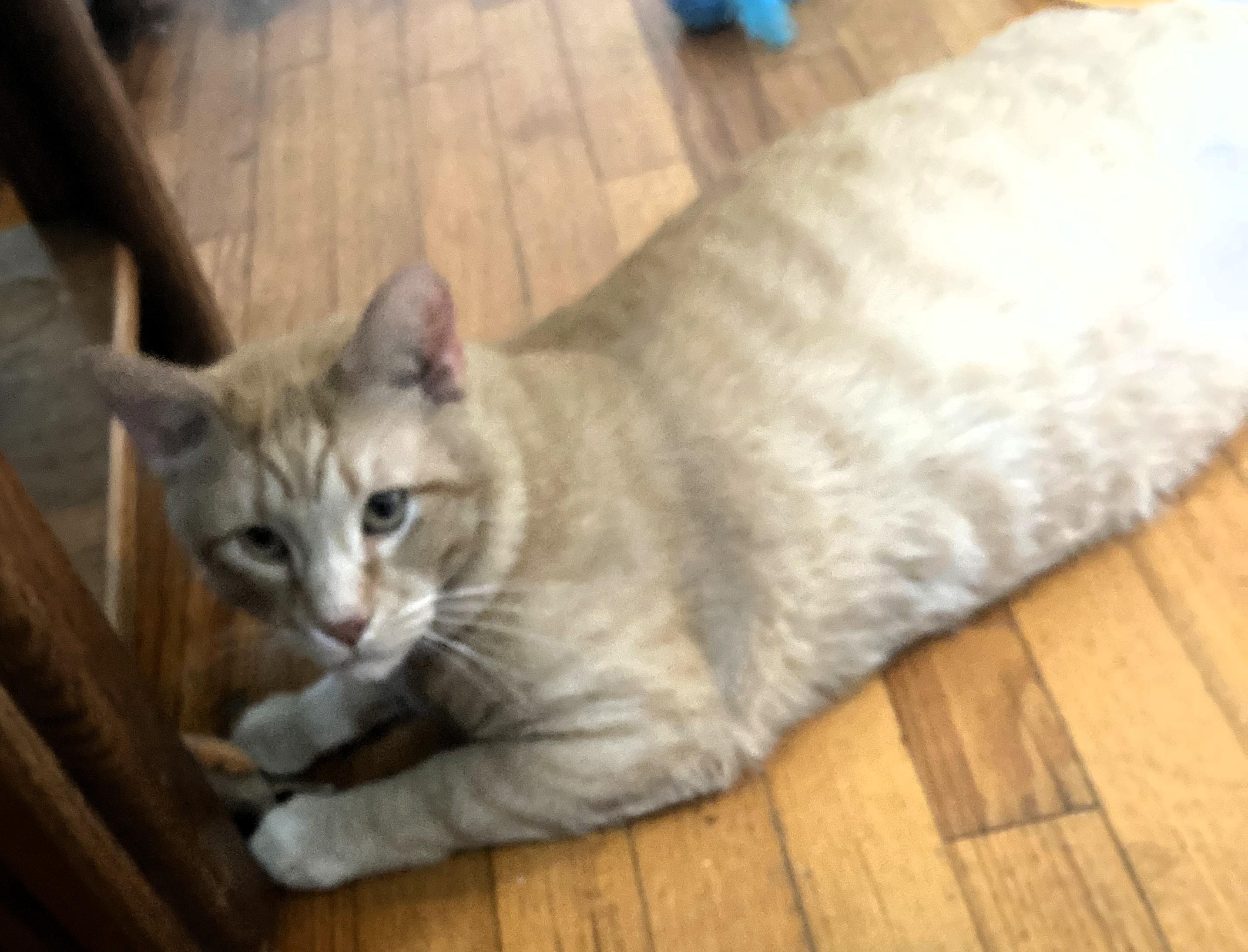 Leo, a Adoptable Domestic Short Hair in Frederick, MD image 3/5