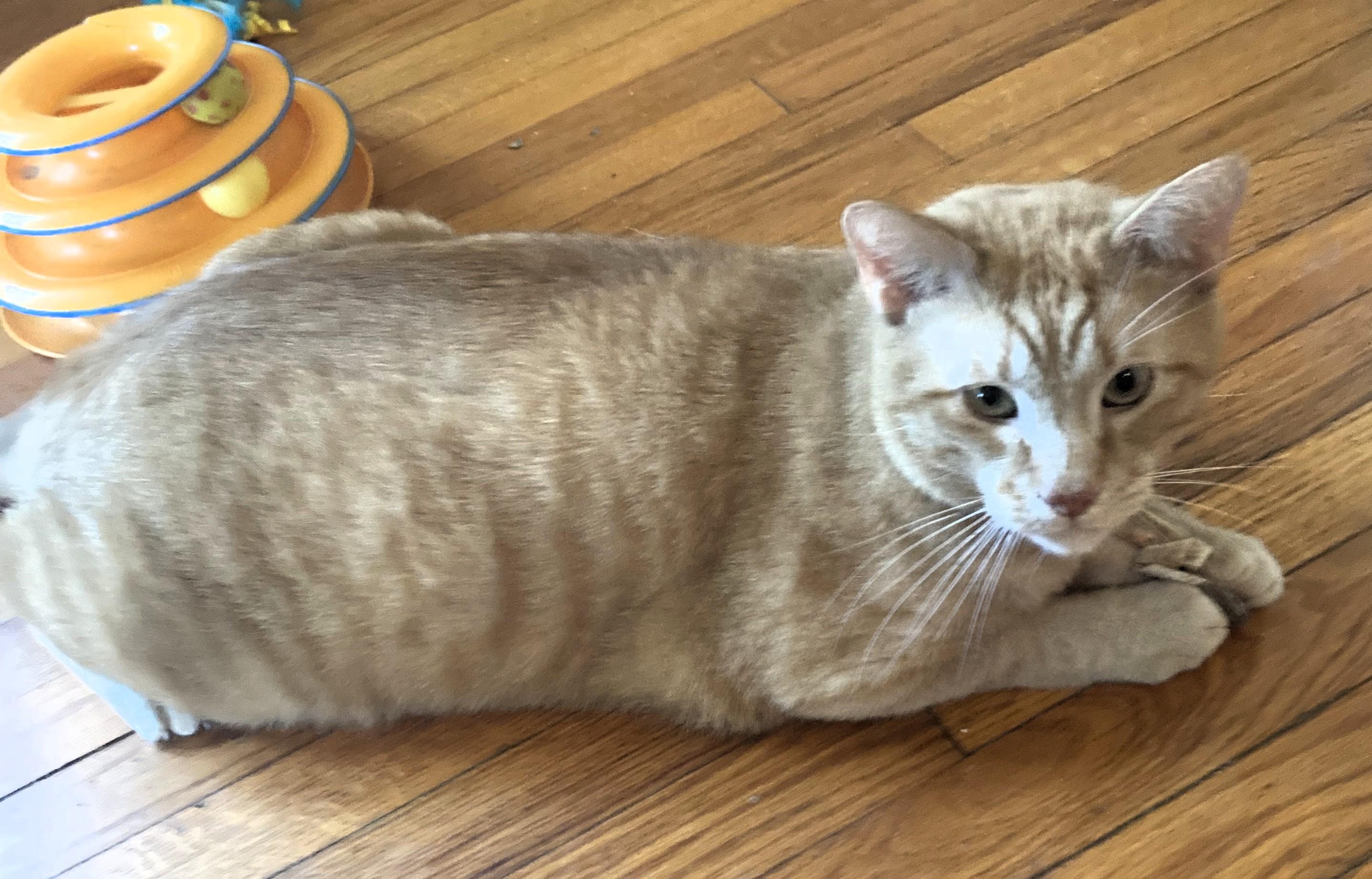 Leo, a Adoptable Domestic Short Hair in Frederick, MD image 2/5