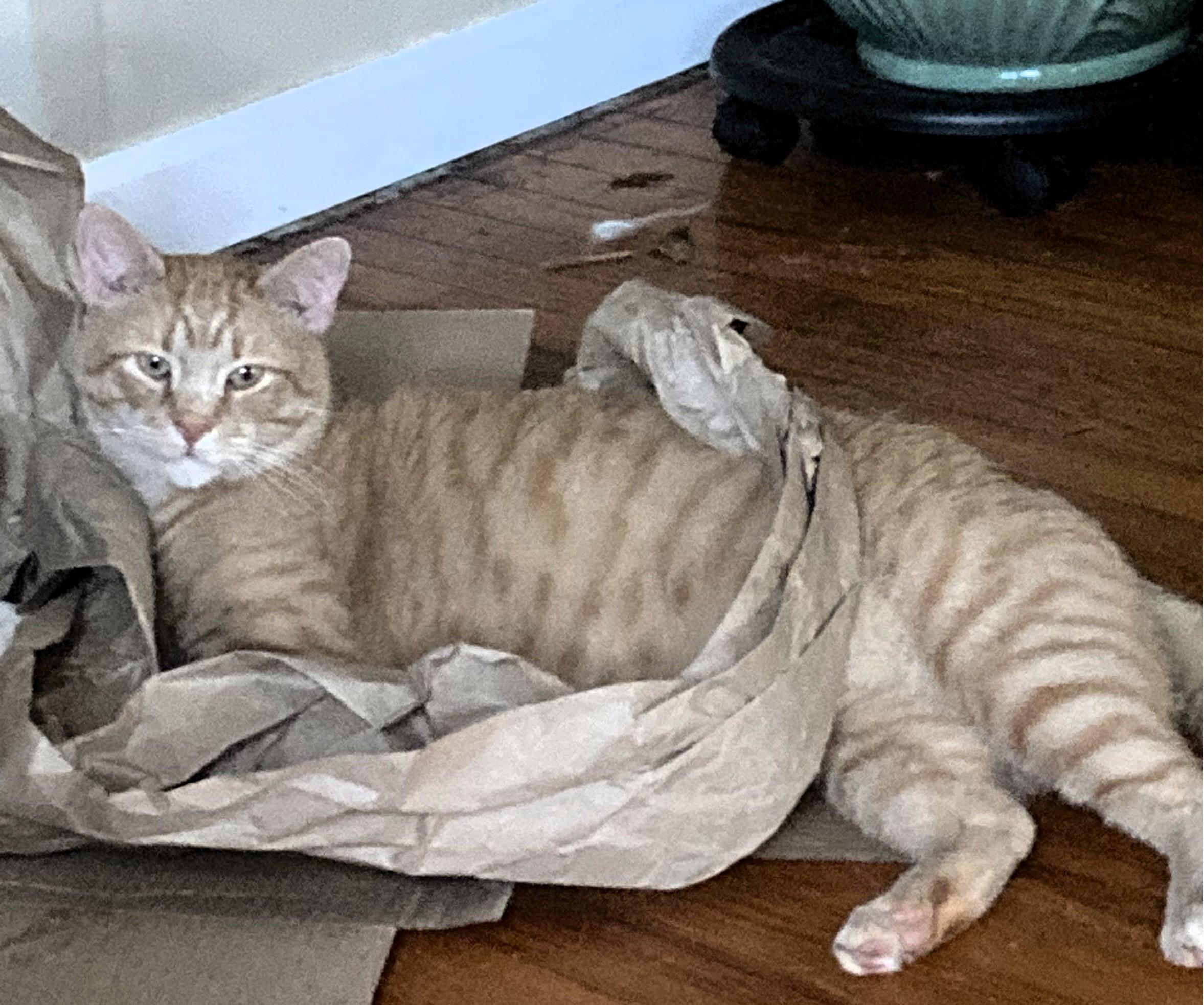 Leo, a Adoptable Domestic Short Hair in Frederick, MD image 4/5