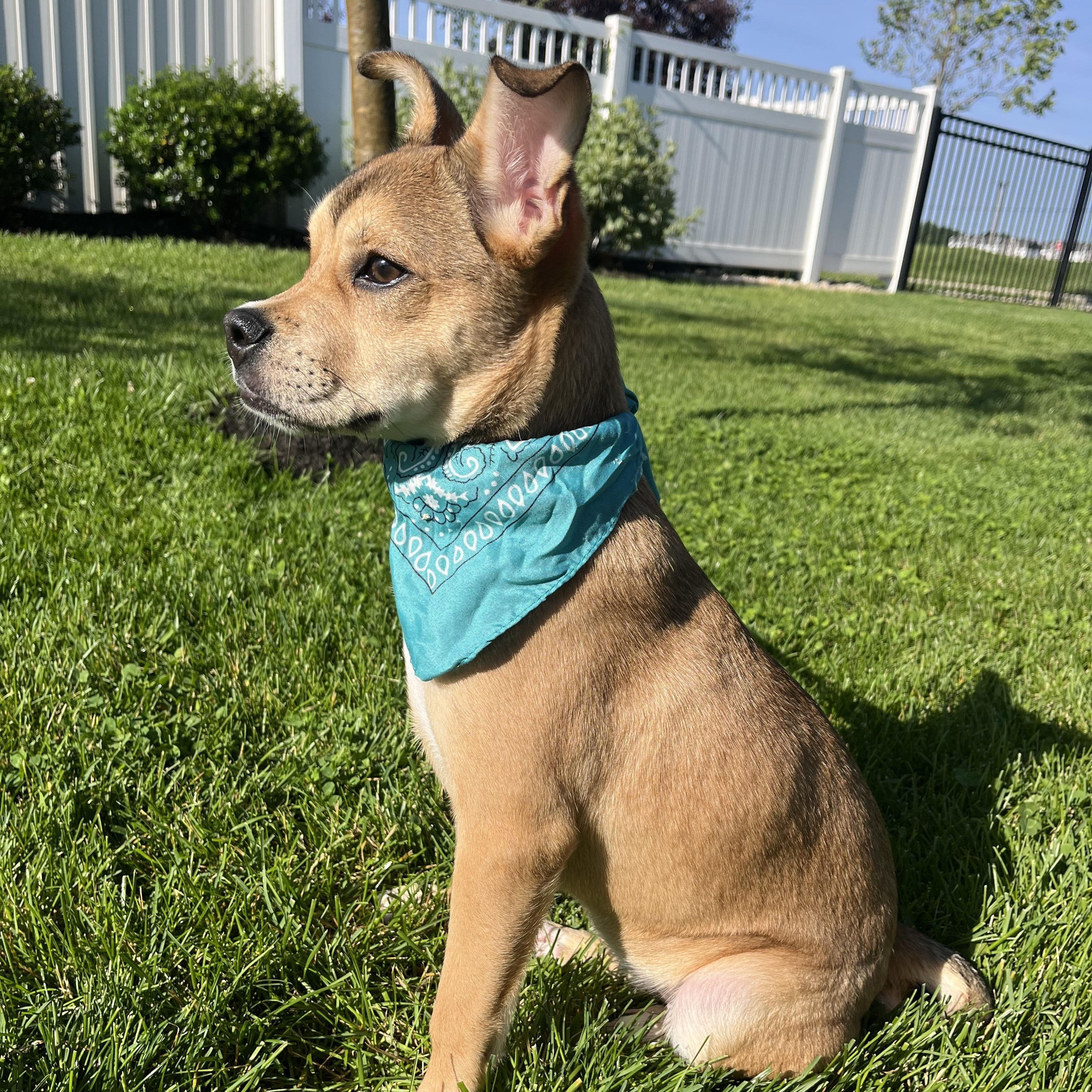Cheeseburger, an adoptable Mixed Breed in Canal Winchester, OH image 3/5