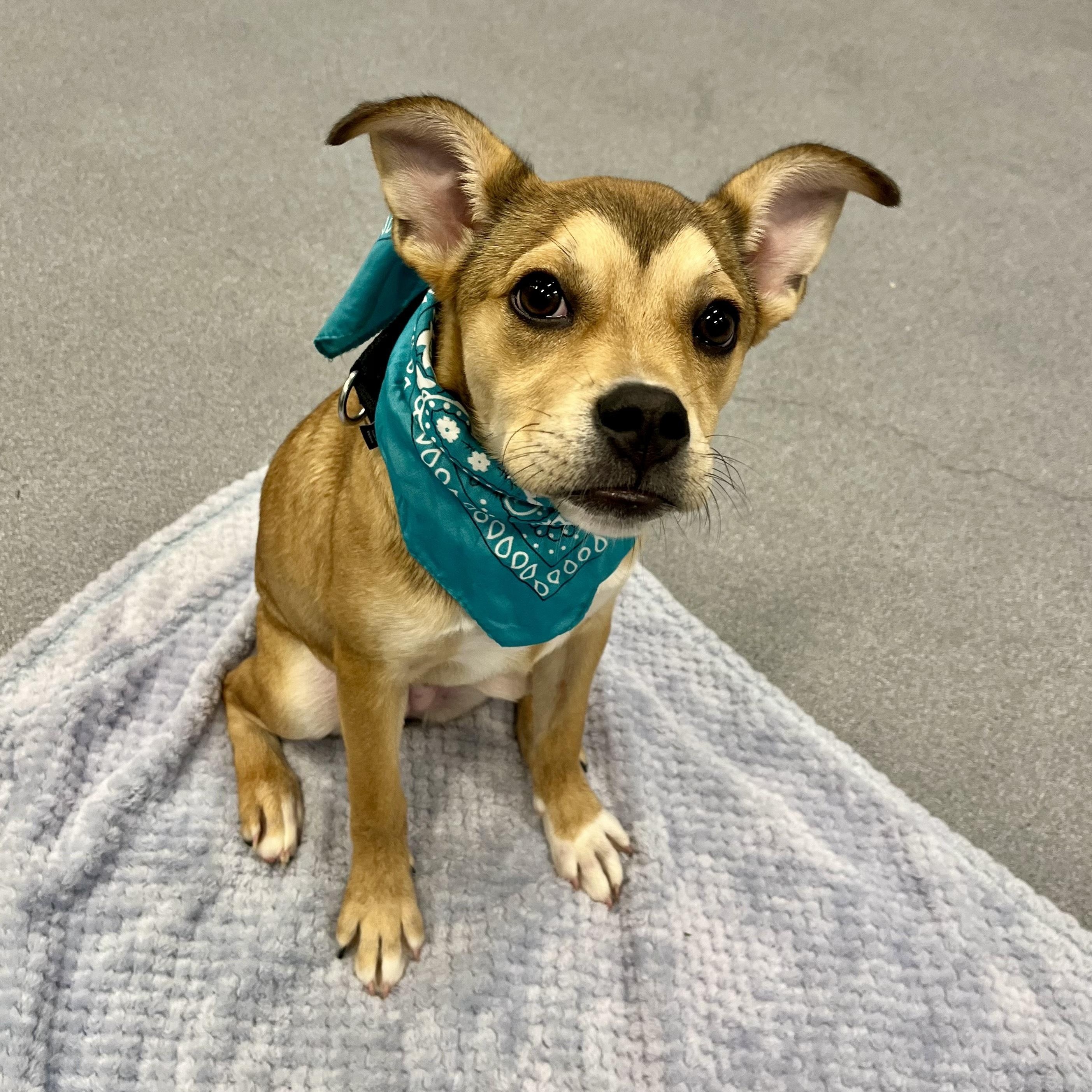 Cheeseburger, an adoptable Mixed Breed in Canal Winchester, OH image 5/5