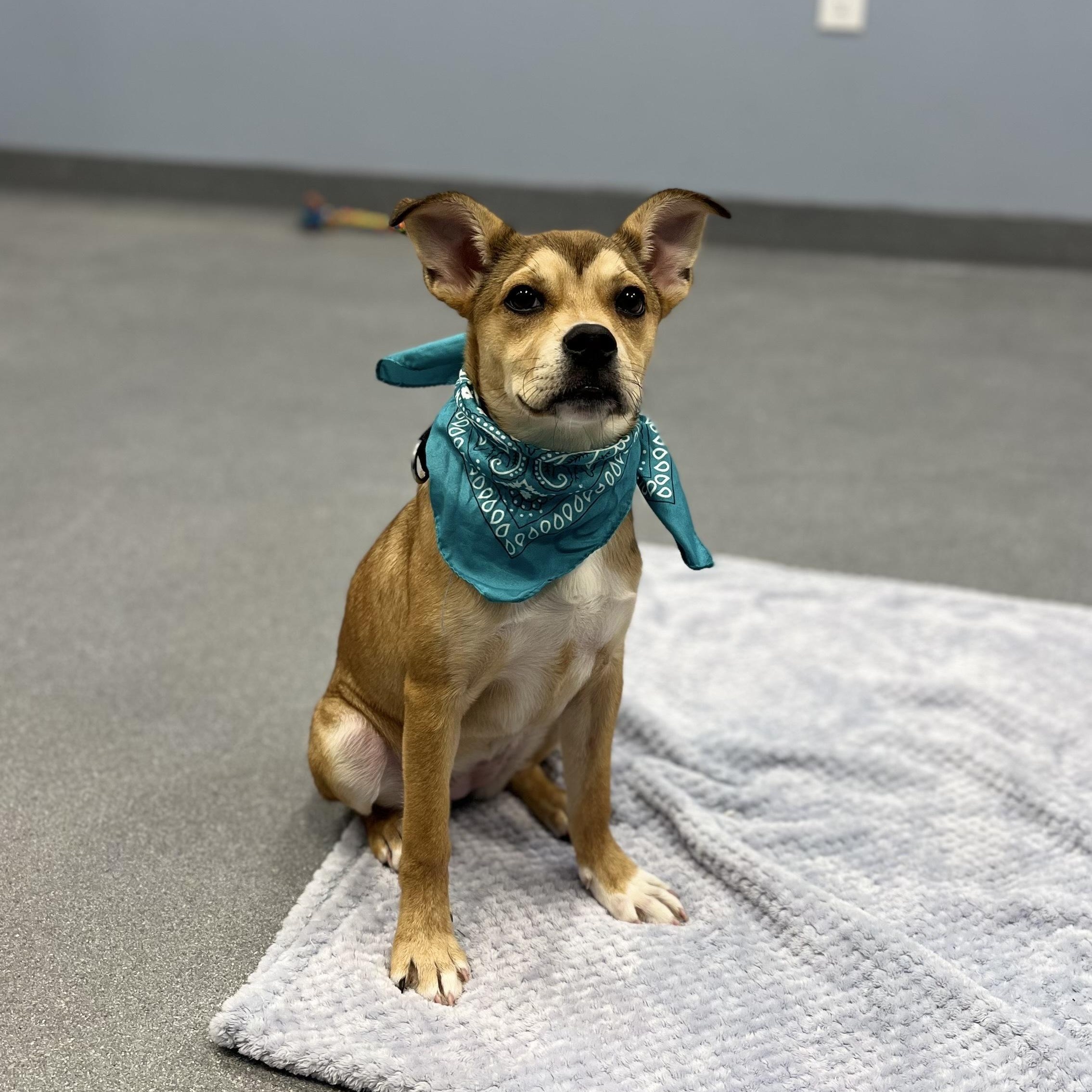 Cheeseburger, an adoptable Mixed Breed in Canal Winchester, OH image 2/5