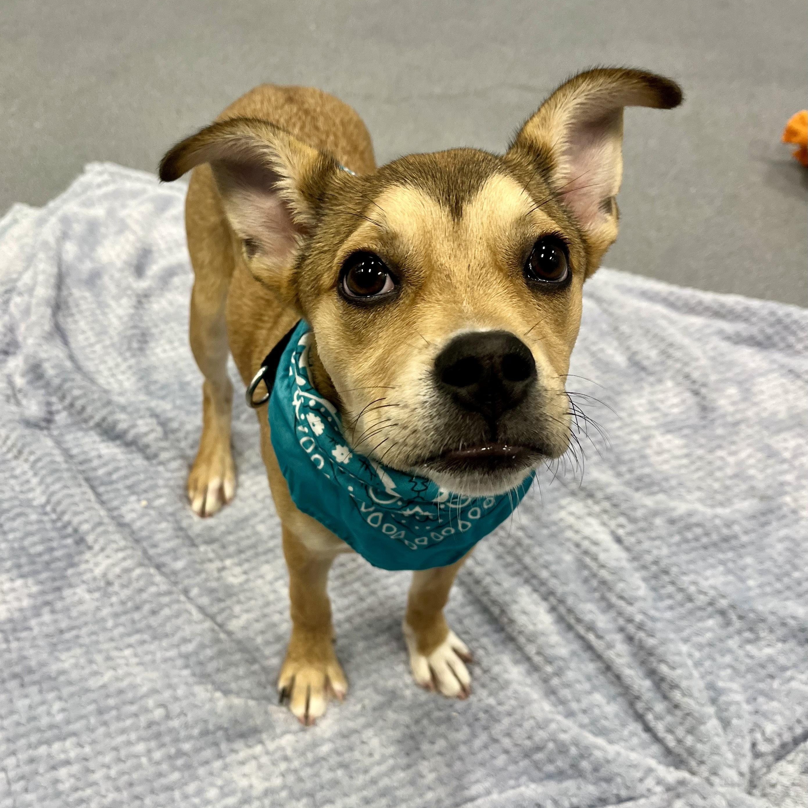 Cheeseburger, adoptable, Young Female Mixed Breed.