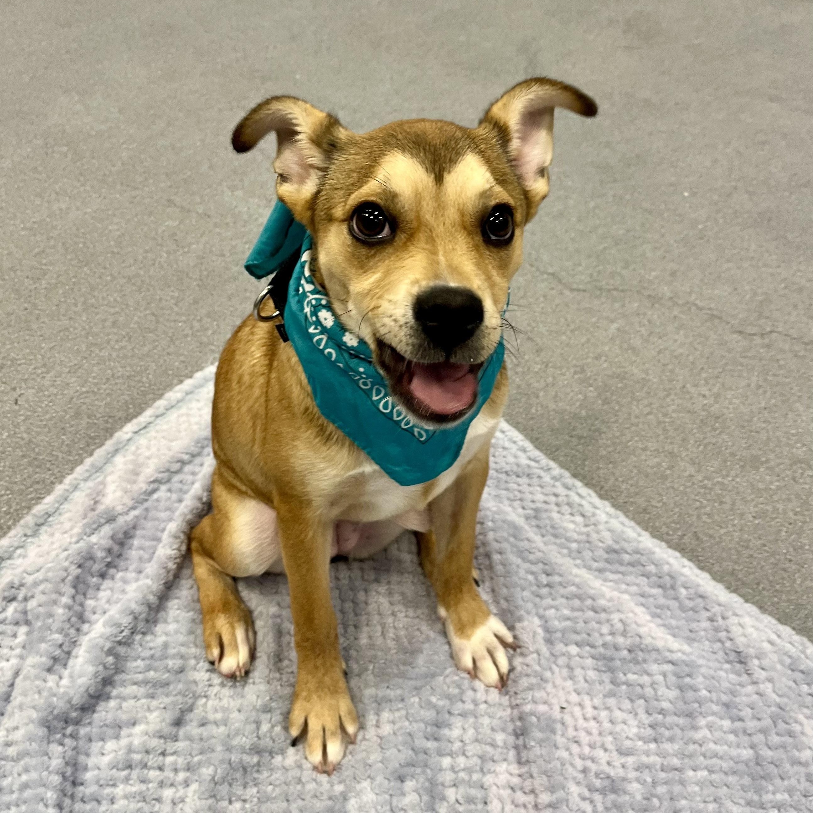 Cheeseburger, an adoptable Mixed Breed in Canal Winchester, OH image 4/5