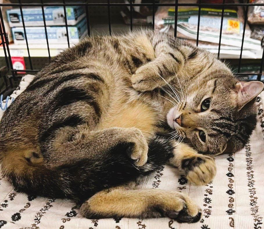 MiloVenti, Adoptable, Adult Male Domestic Short Hair & Tabby.