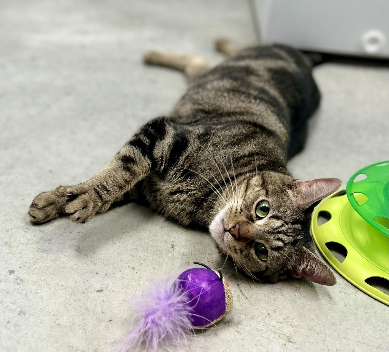 MiloVenti, a Adoptable mixed breed in Cincinnati, OH image 2/3