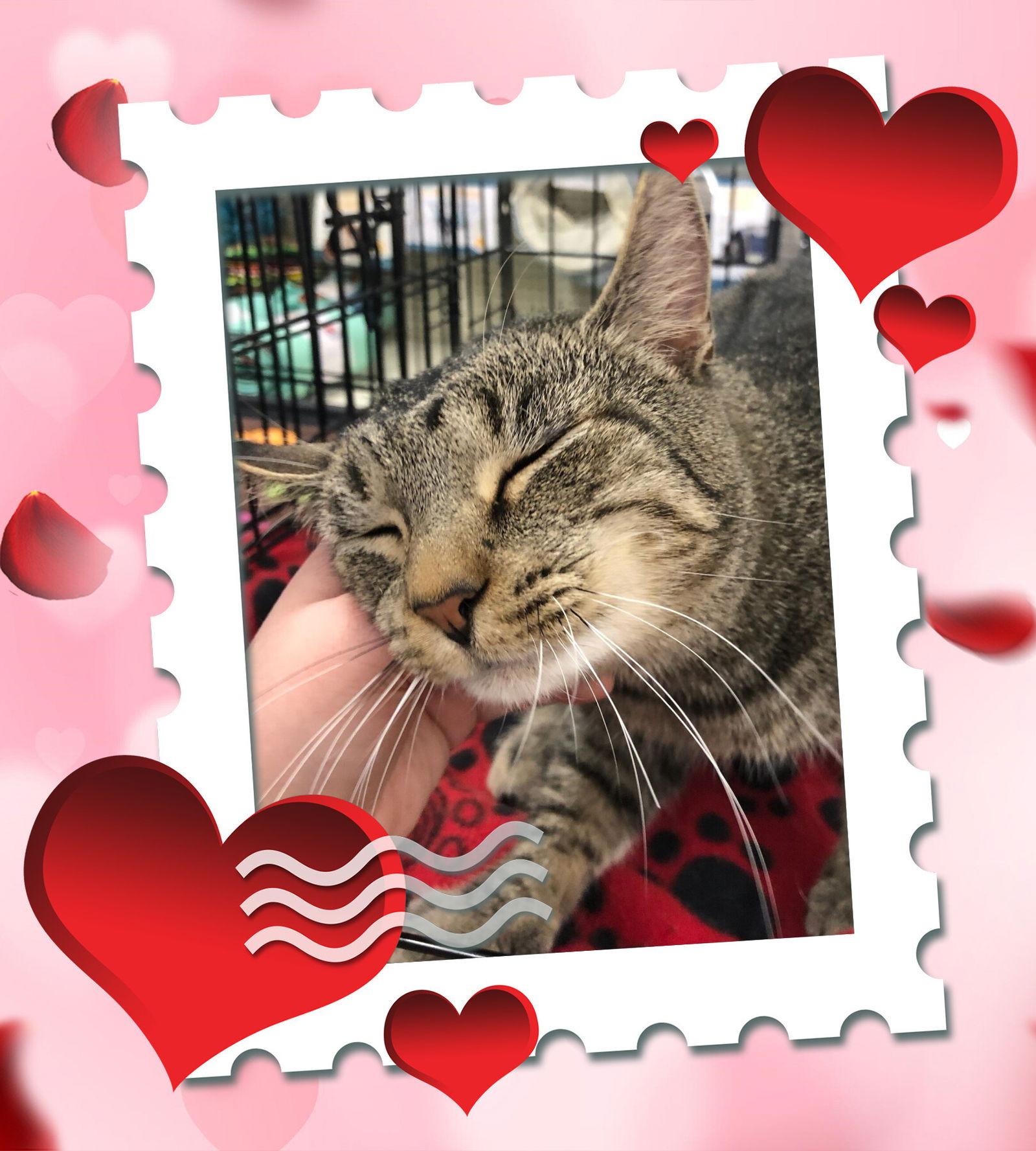 MiloVenti, a Adoptable mixed breed in Cincinnati, OH image 3/3