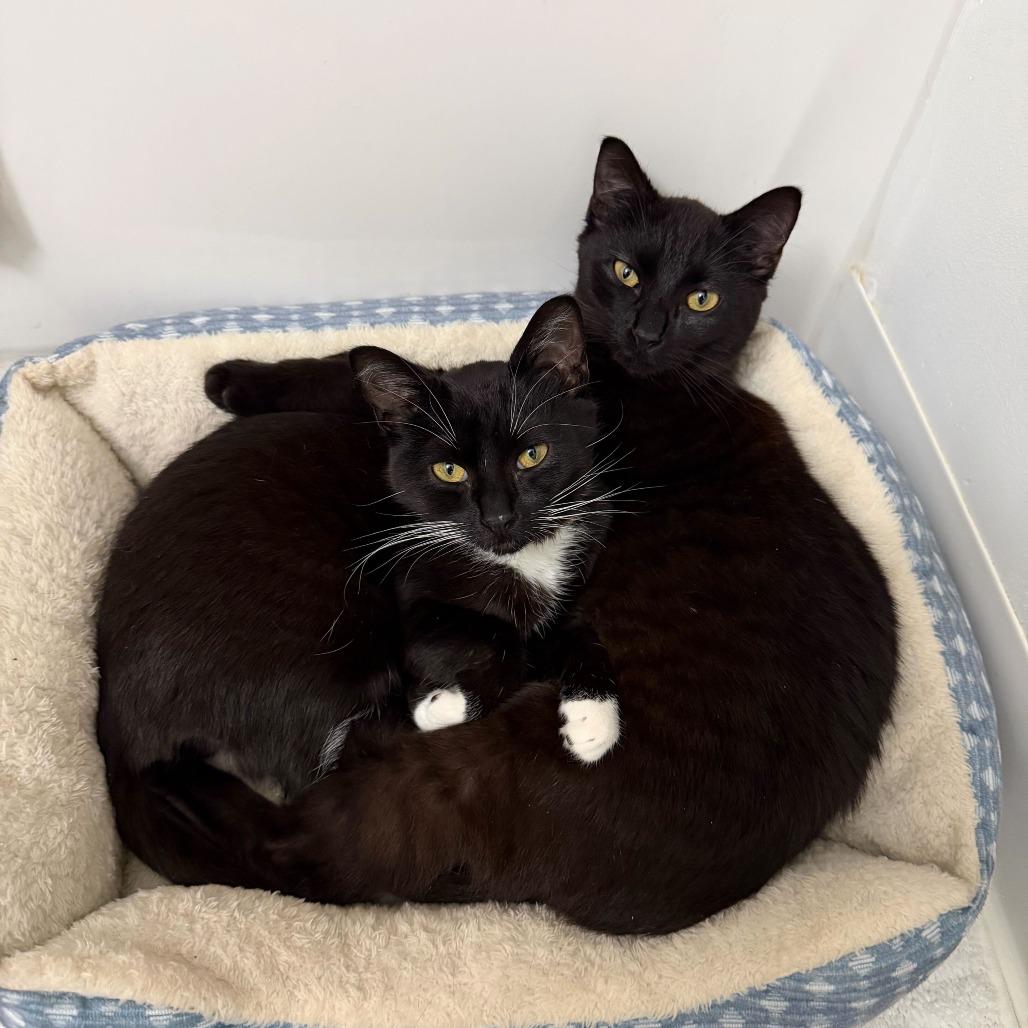 Bear, Adoptable, Kitten Male Domestic Short Hair.