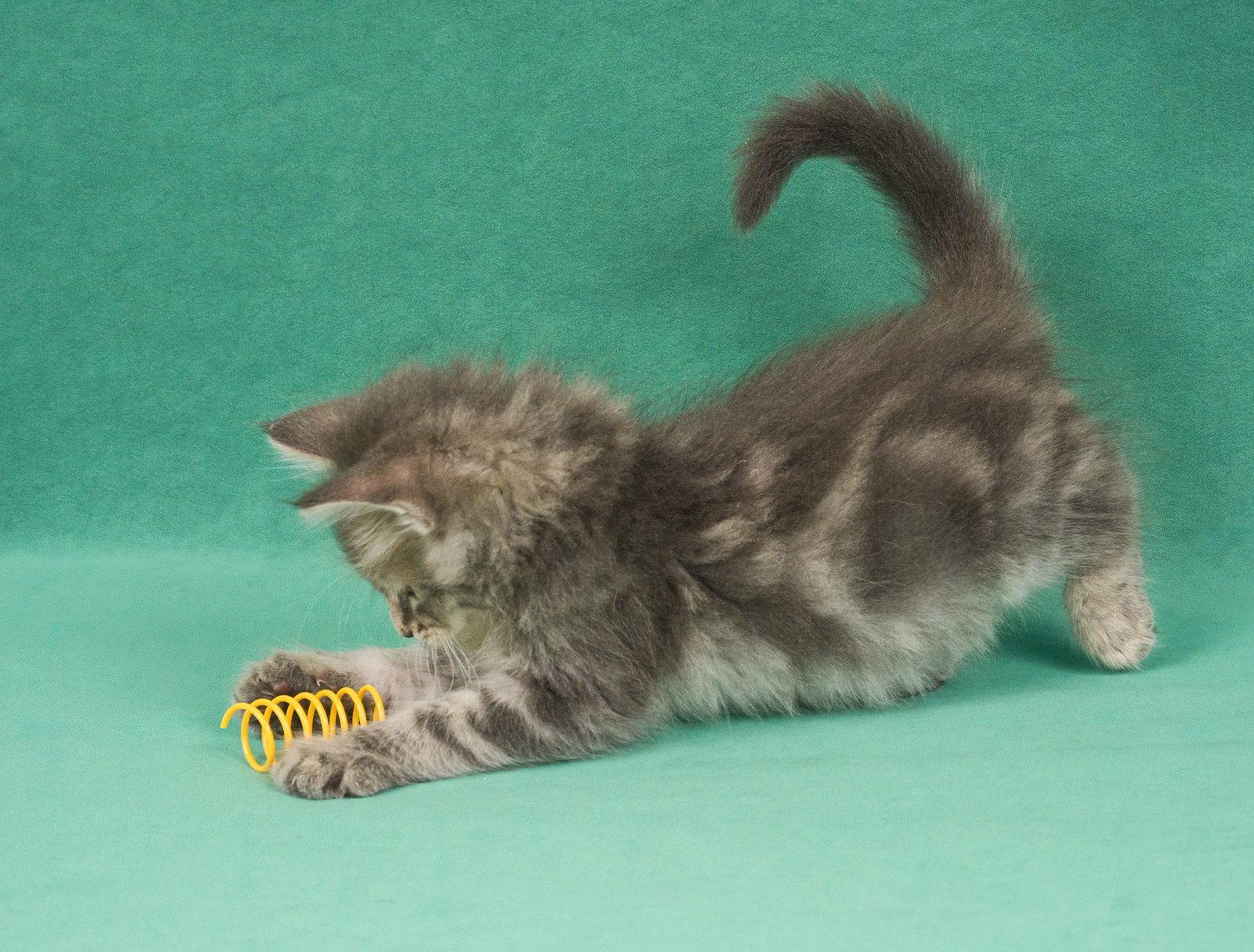 Dream, a Adopted Domestic Medium Hair in Davis, CA image 1/3