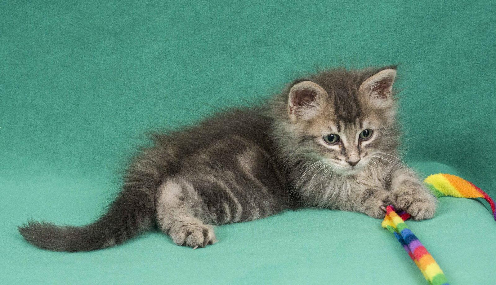 Dream, a Adopted Domestic Medium Hair in Davis, CA image 2/3