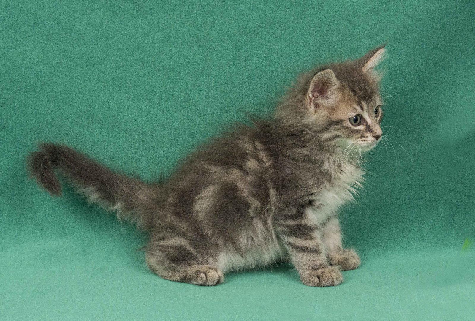 Dream, a Adopted Domestic Medium Hair in Davis, CA image 3/3
