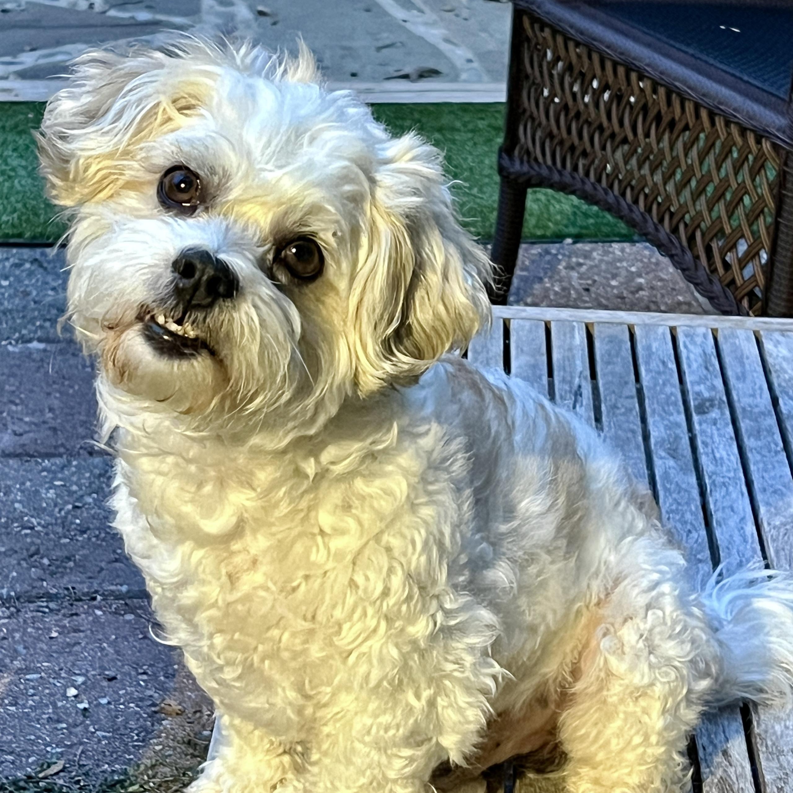 Enlarge Teddy Bear, a Adopted mixed breed in High Point, NC image 2/6