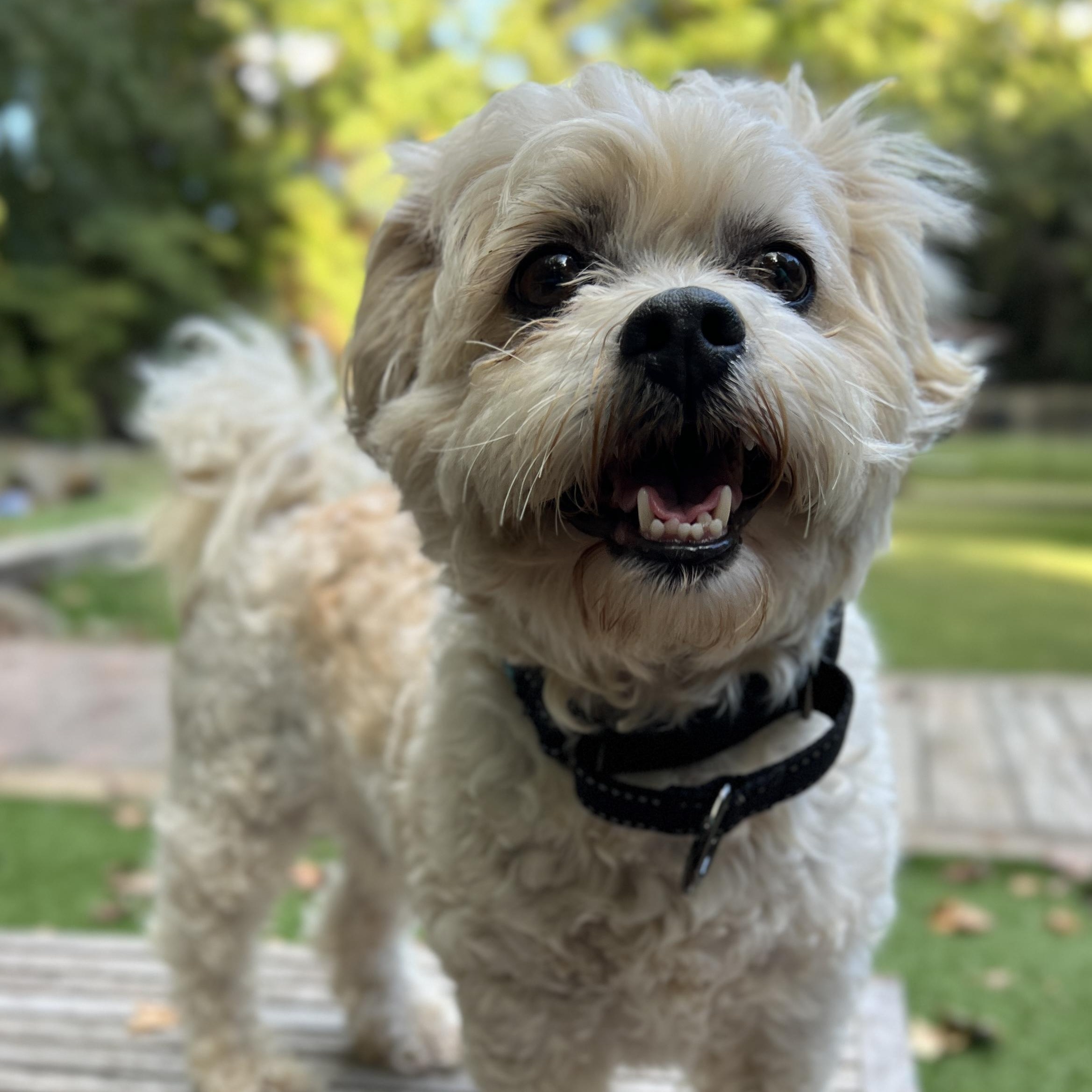 Enlarge Teddy Bear, a Adoptable mixed breed in High Point, NC image 4/6