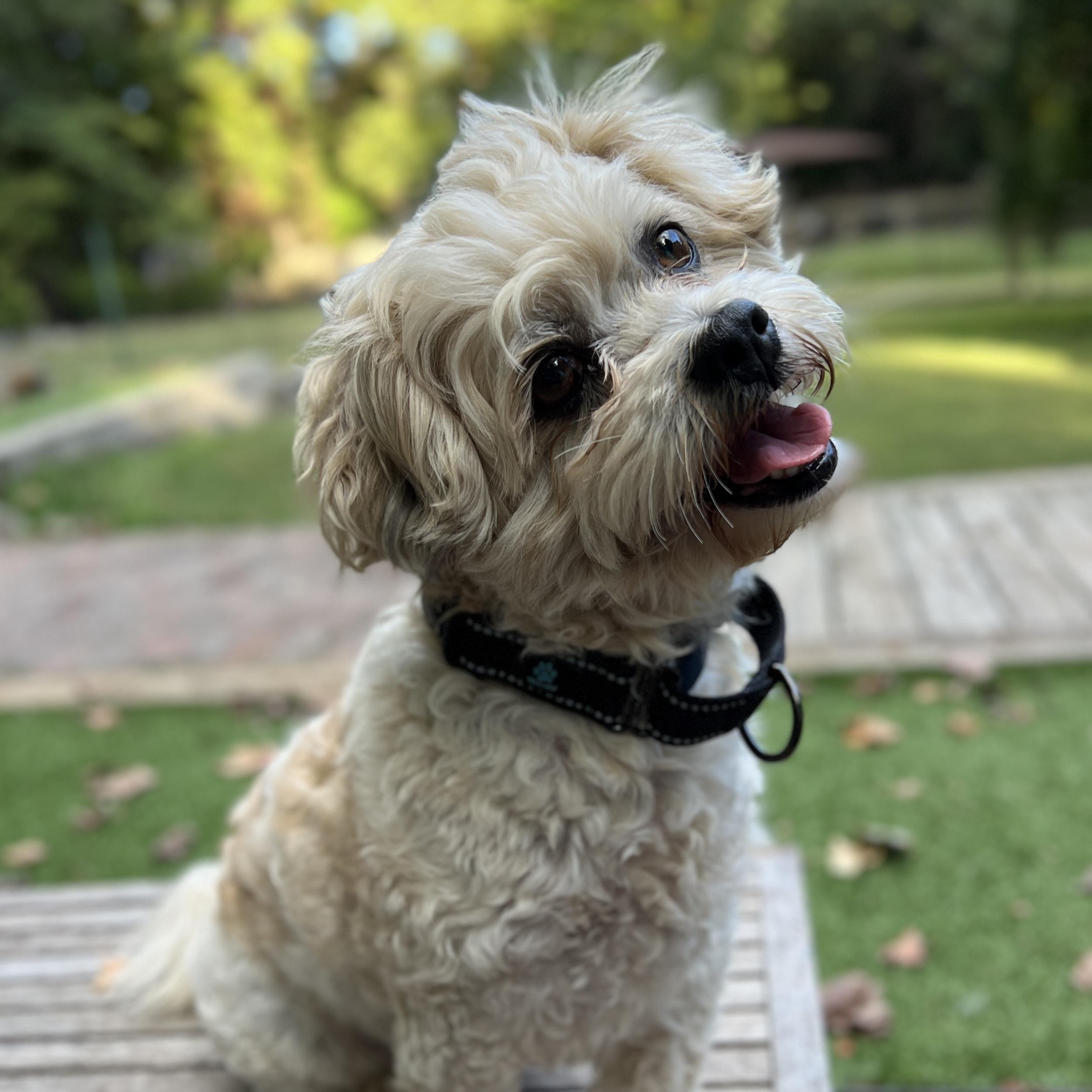 Teddy Bear, Adoptable, Adult Male Bichon Frise & Shih Tzu.