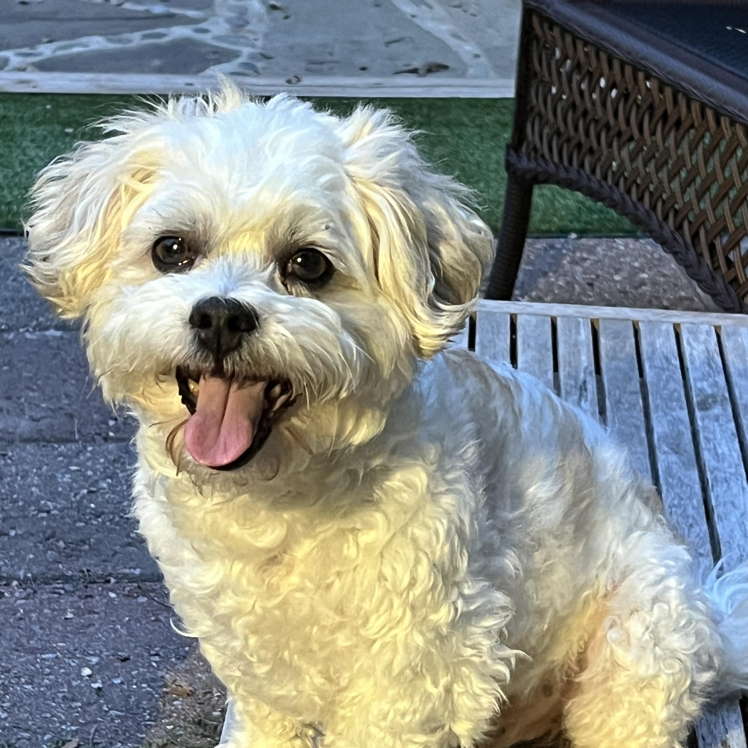 Teddy Bear, Adopted, Adult Male Bichon Frise & Shih Tzu.