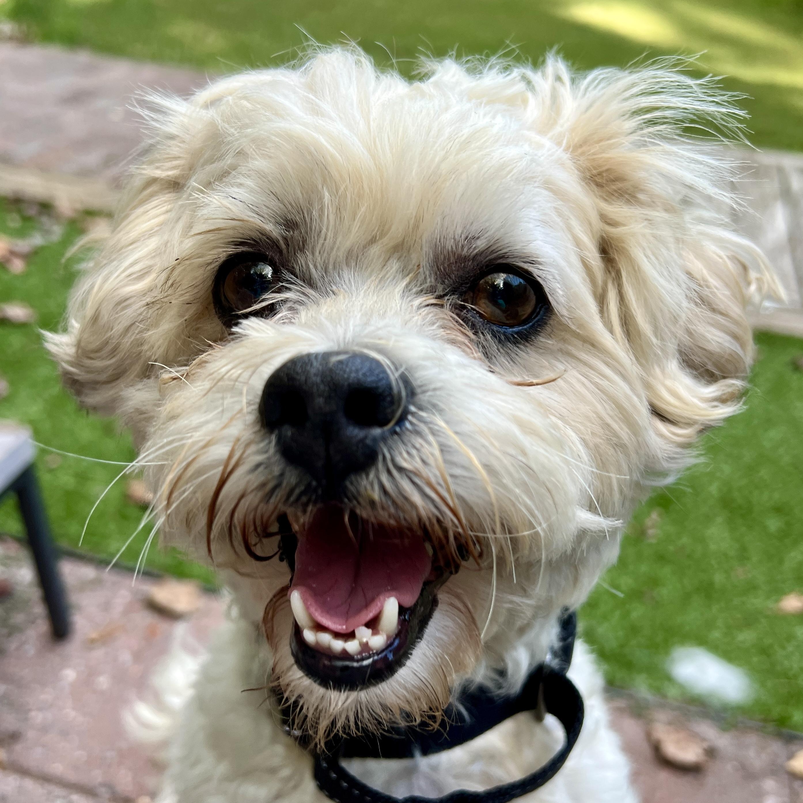 Enlarge Teddy Bear, a Adoptable mixed breed in High Point, NC image 2/6